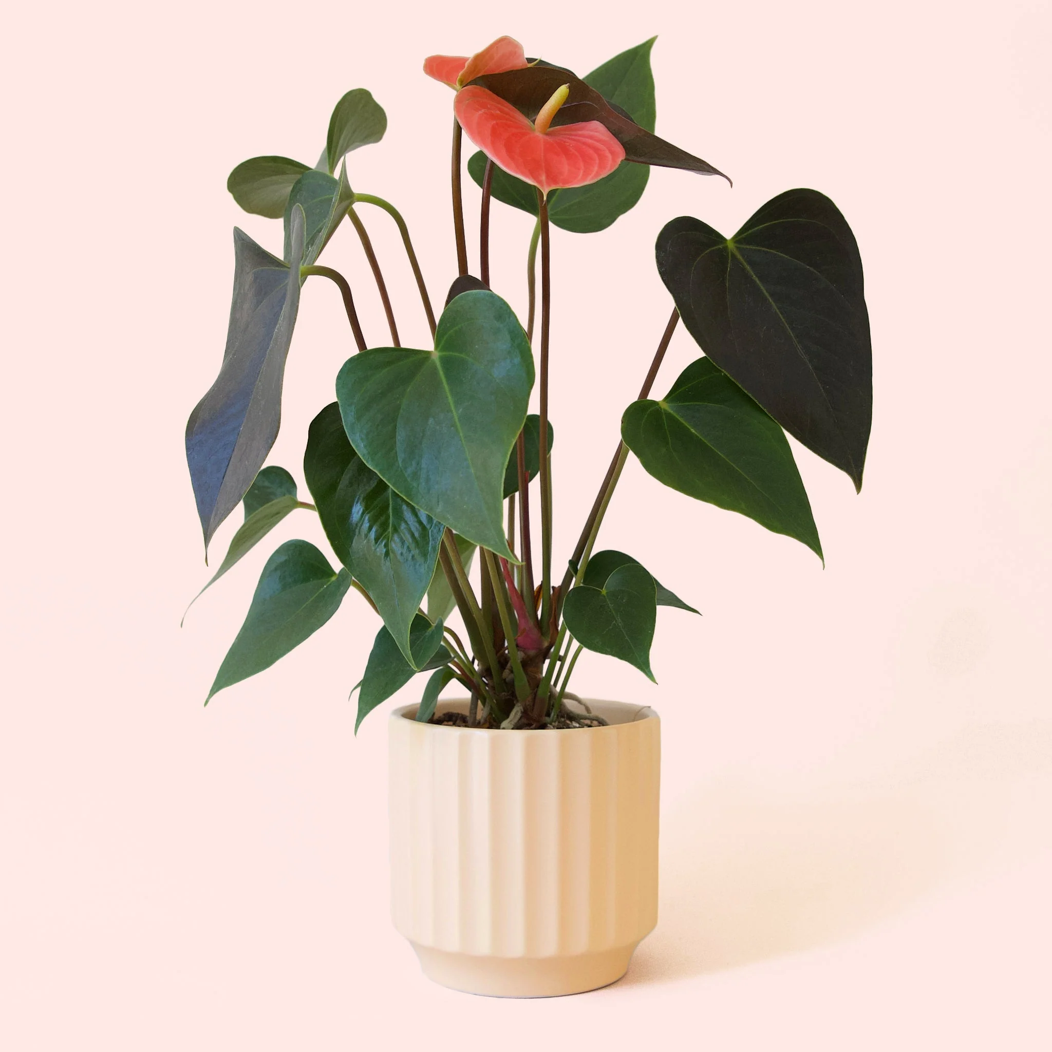 Anthurium | Rainbow Champion - Image 10