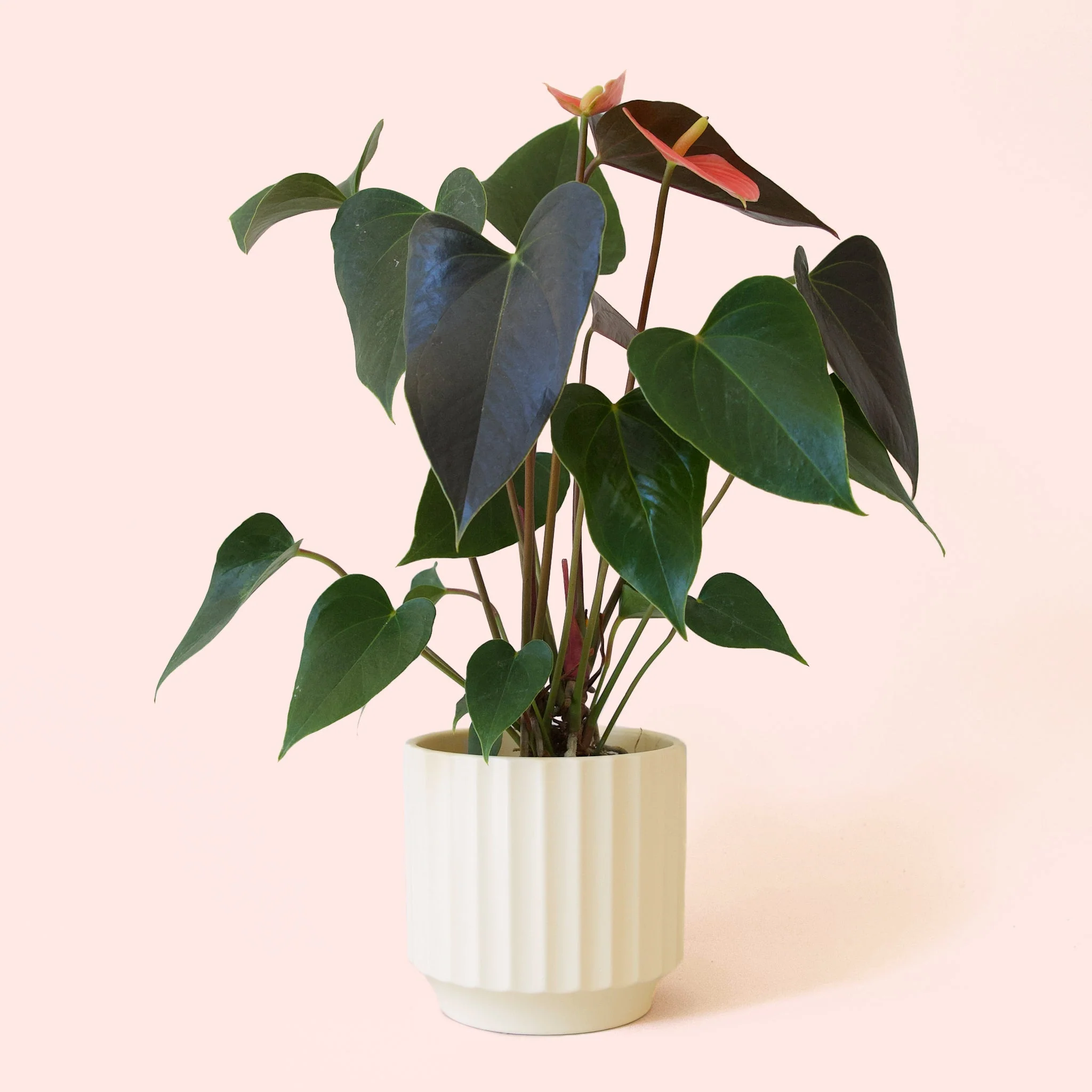 Anthurium | Rainbow Champion - Image 11