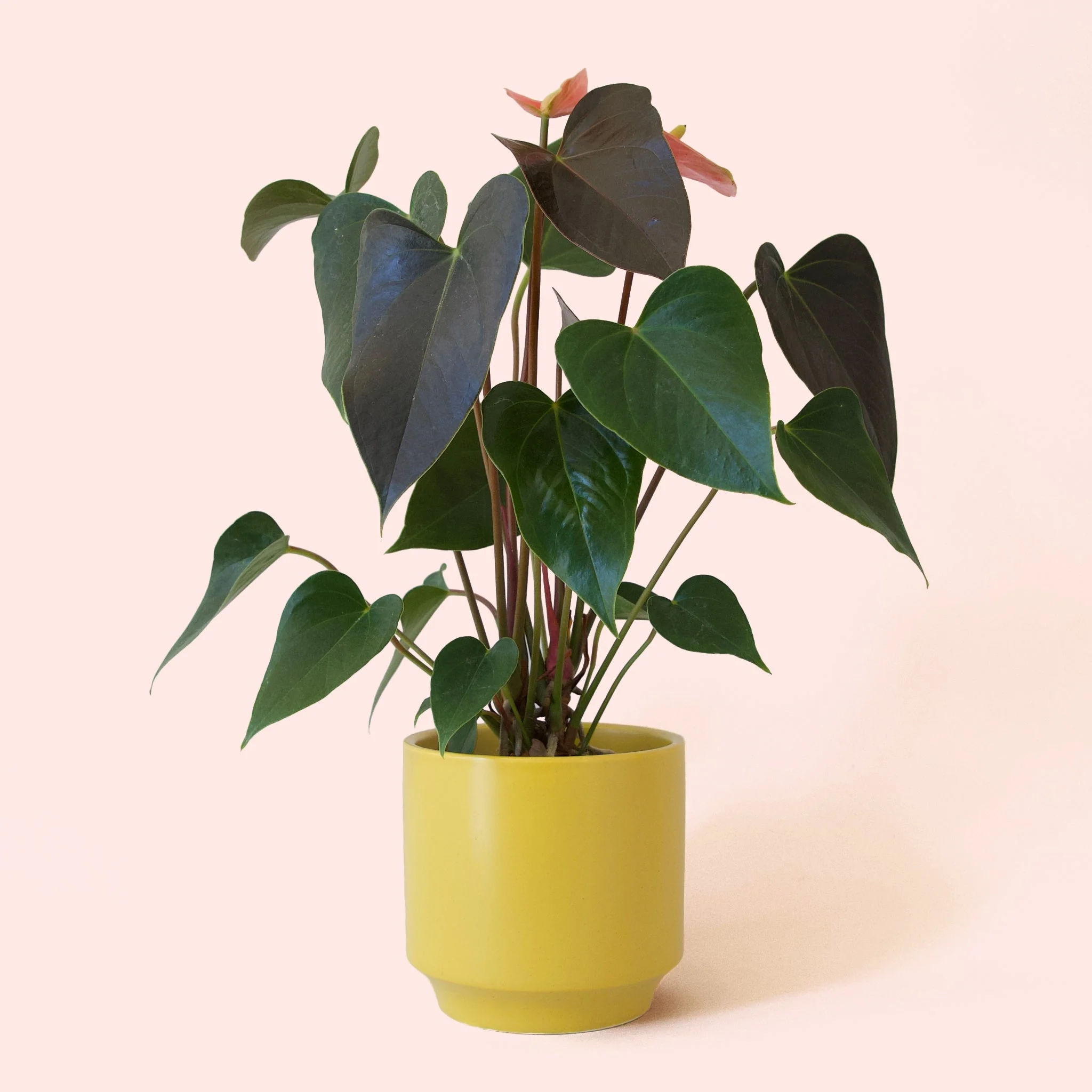 Anthurium | Rainbow Champion - Image 12