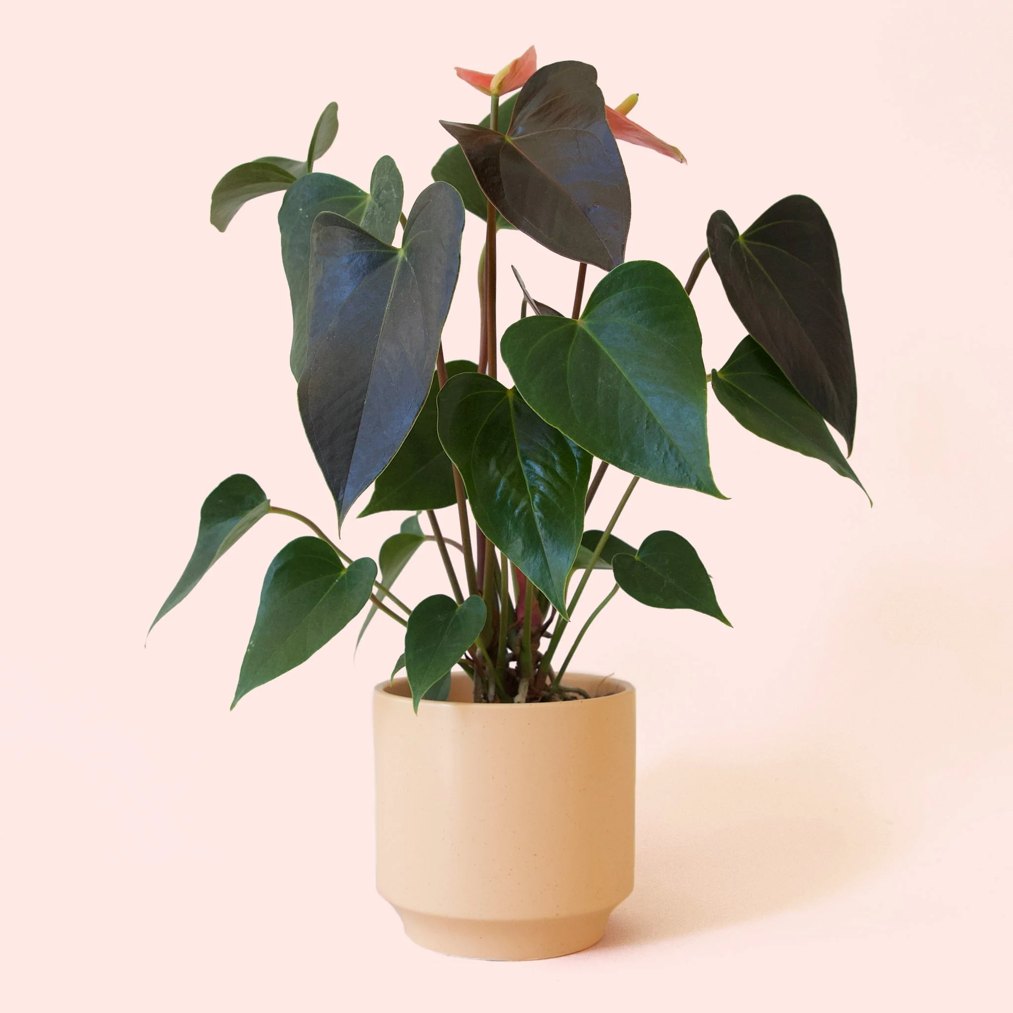Anthurium | Rainbow Champion - Image 13