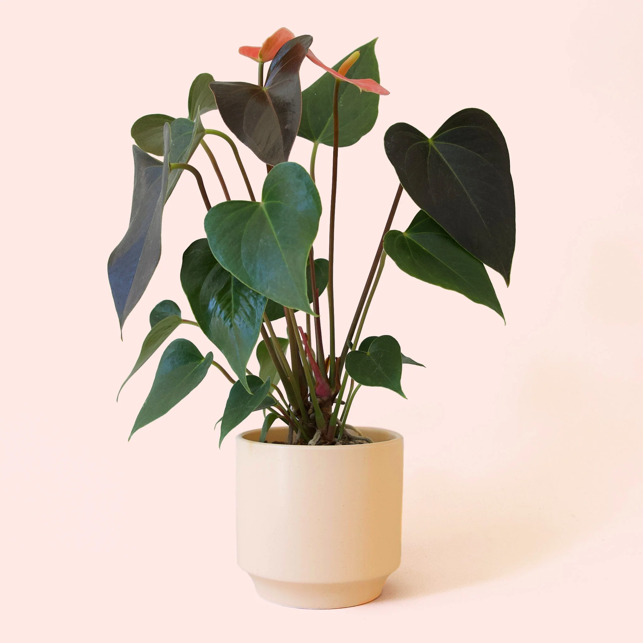 Anthurium | Rainbow Champion - Image 14