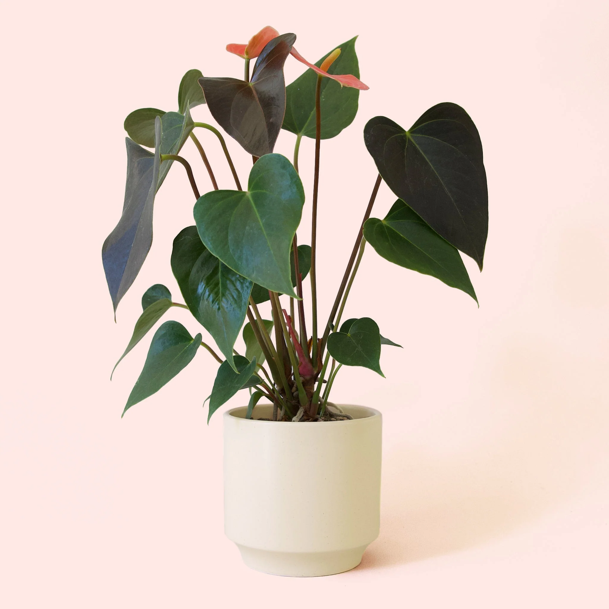 Anthurium | Rainbow Champion - Image 15