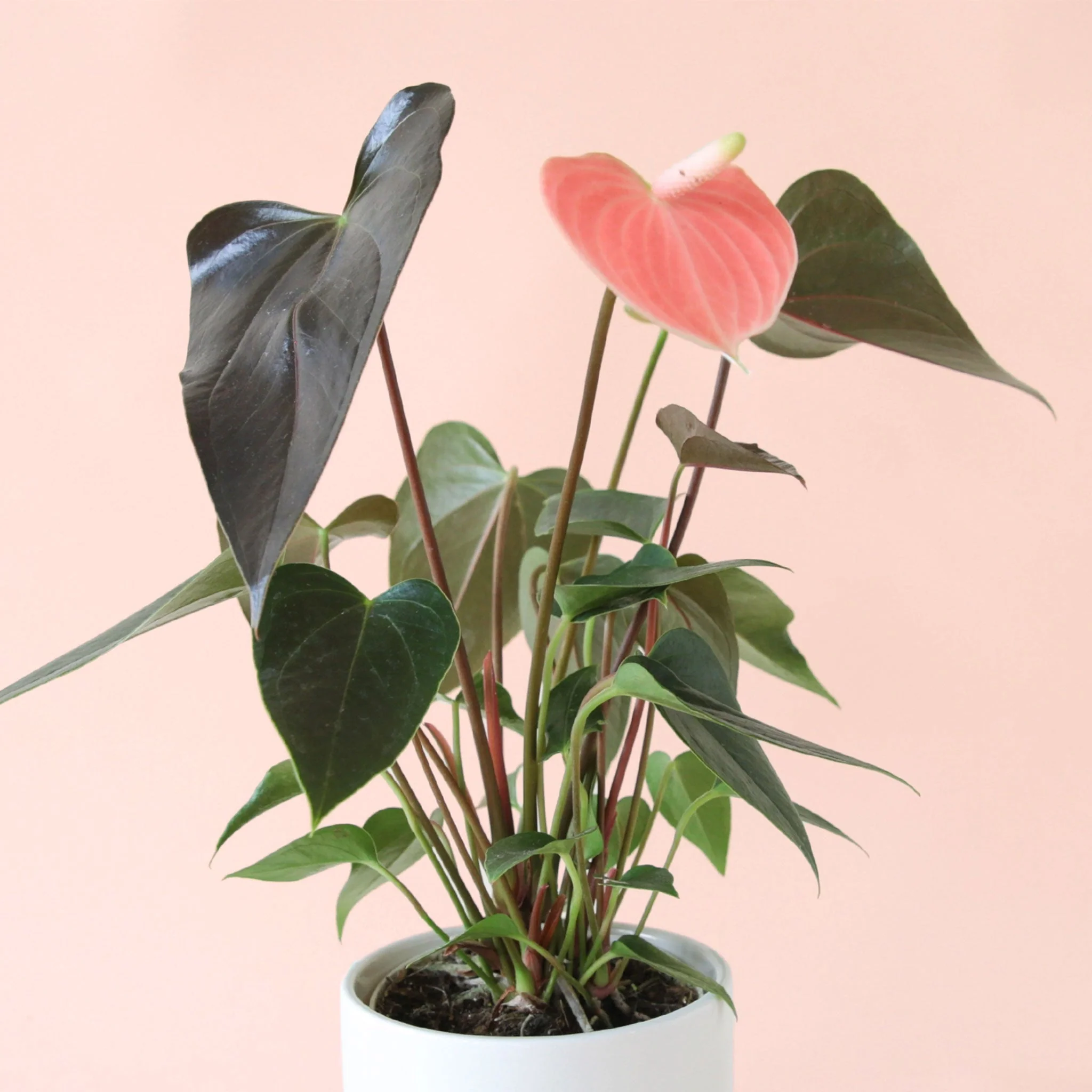 Anthurium | Rainbow Champion - Image 16