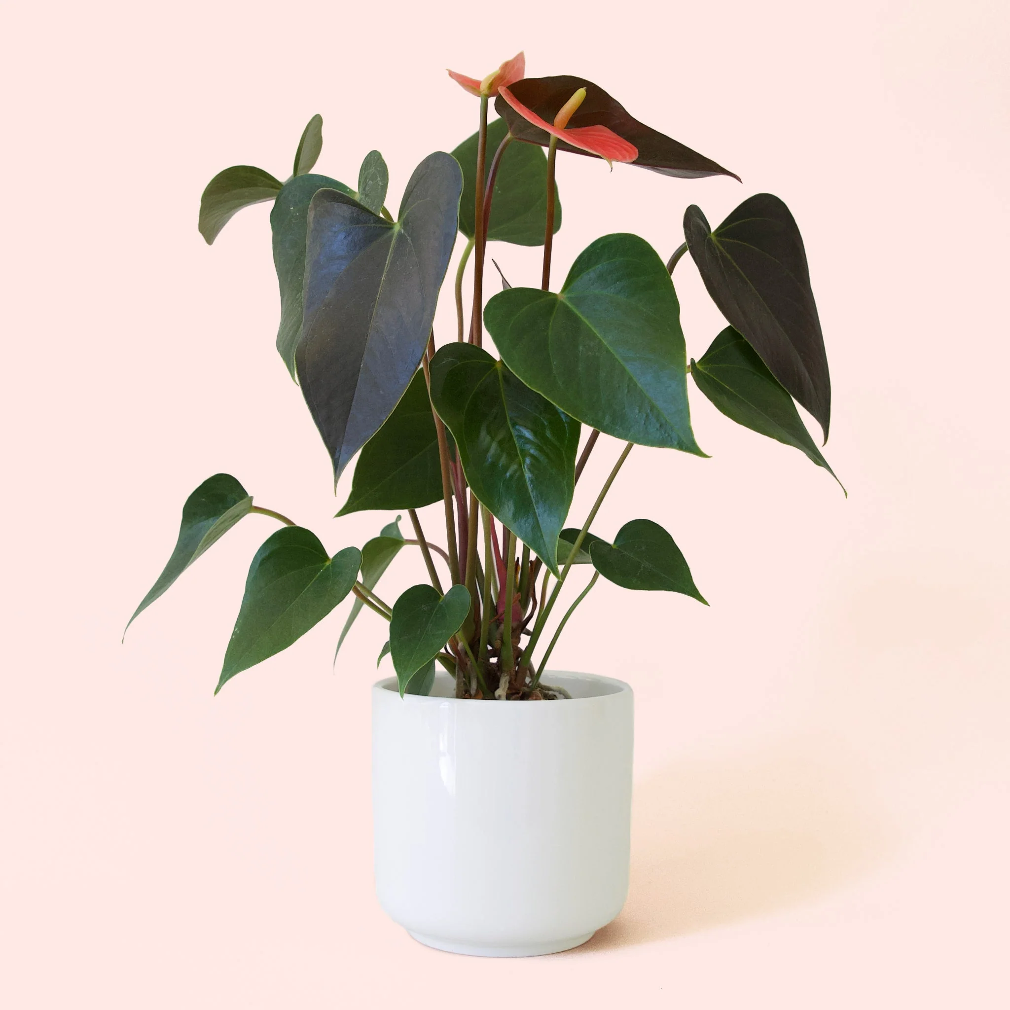 Anthurium | Rainbow Champion - Image 3