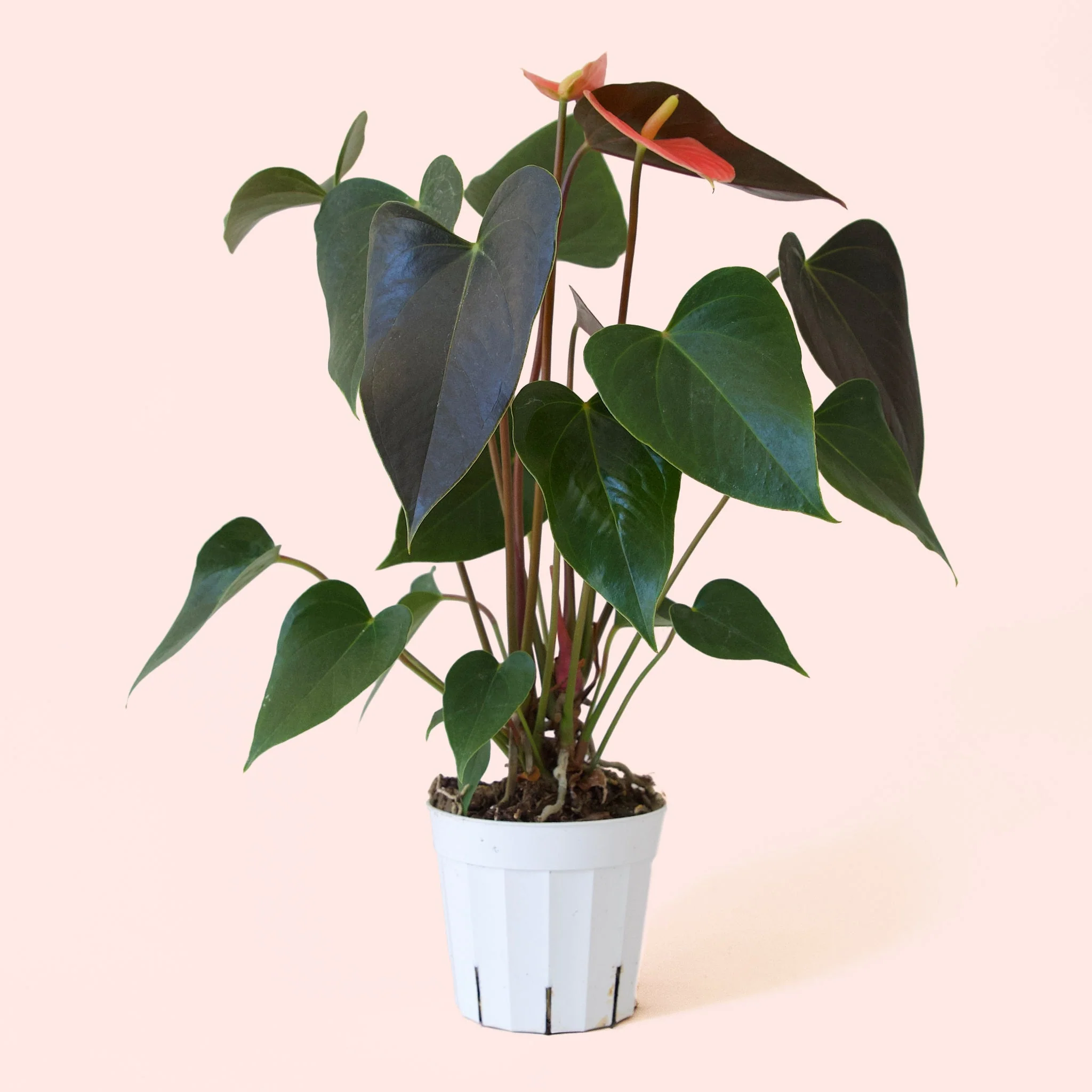 Anthurium | Rainbow Champion - Image 4