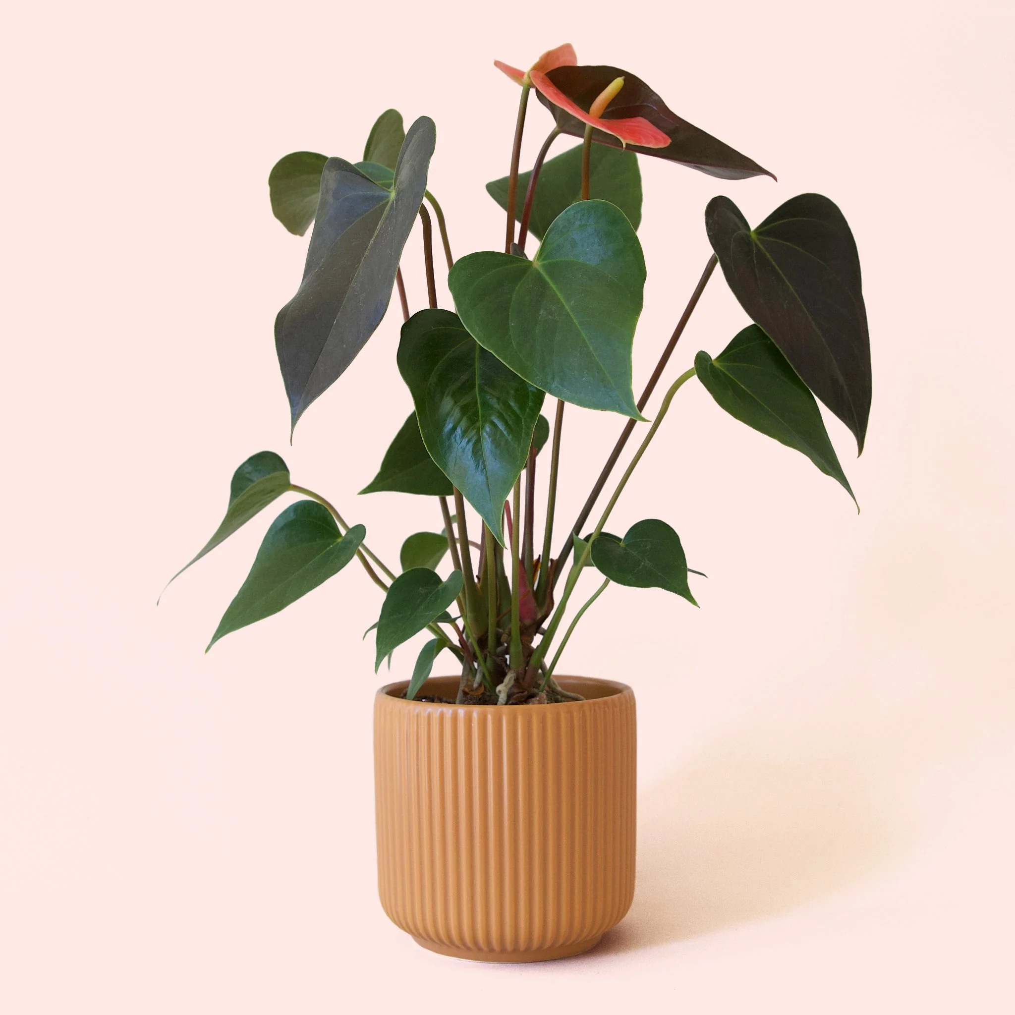 Anthurium | Rainbow Champion - Image 6