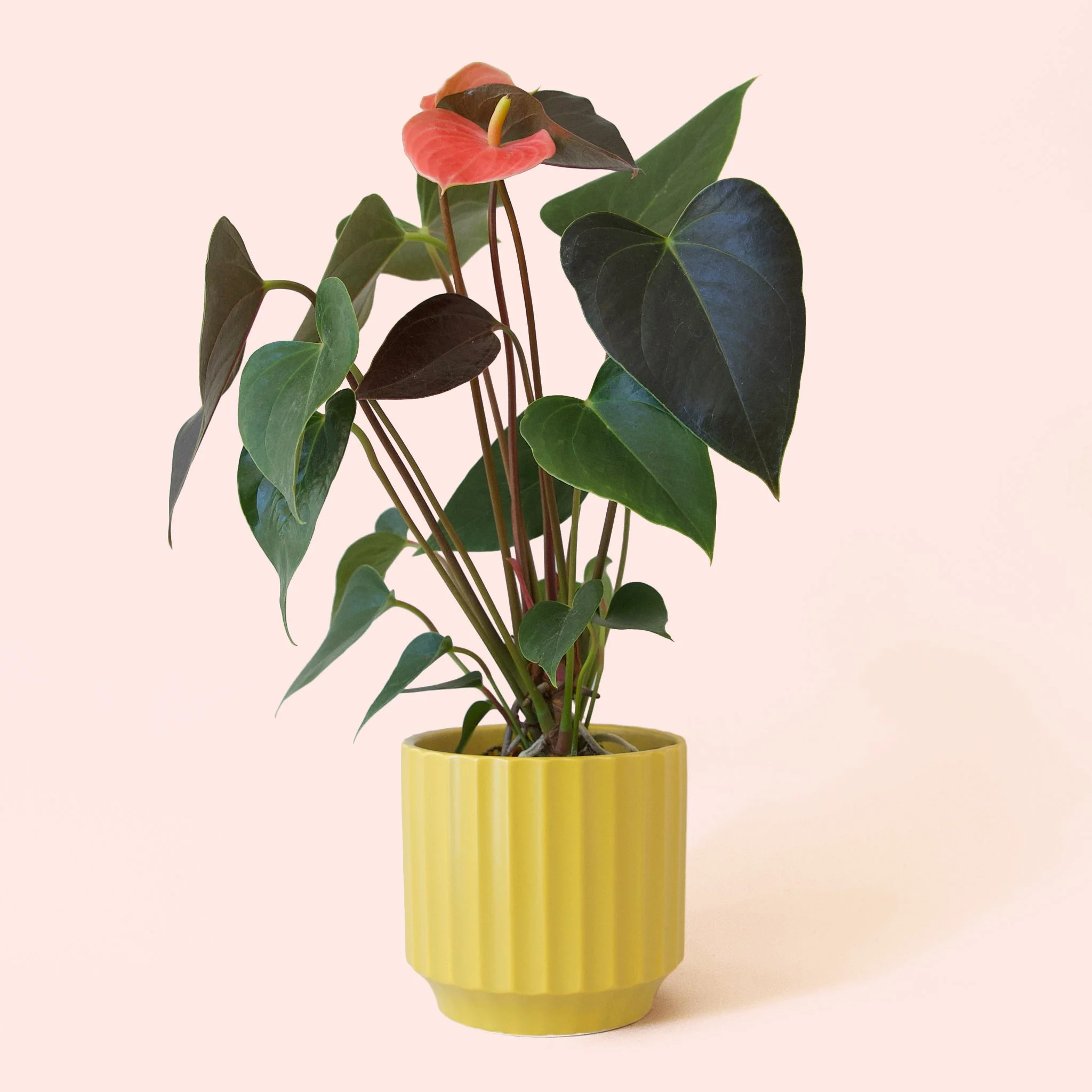 Anthurium | Rainbow Champion - Image 8