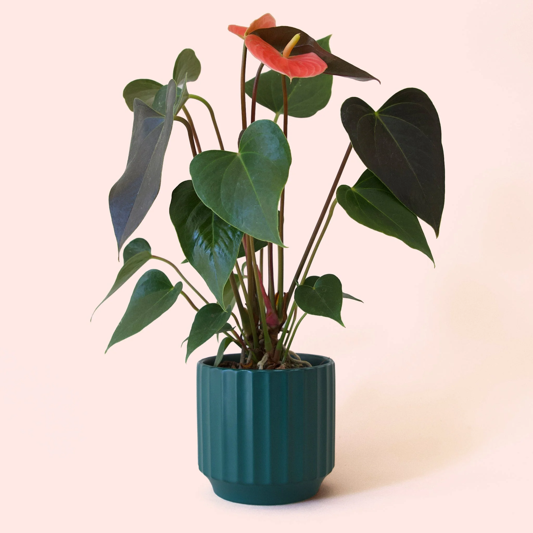 Anthurium | Rainbow Champion - Image 9
