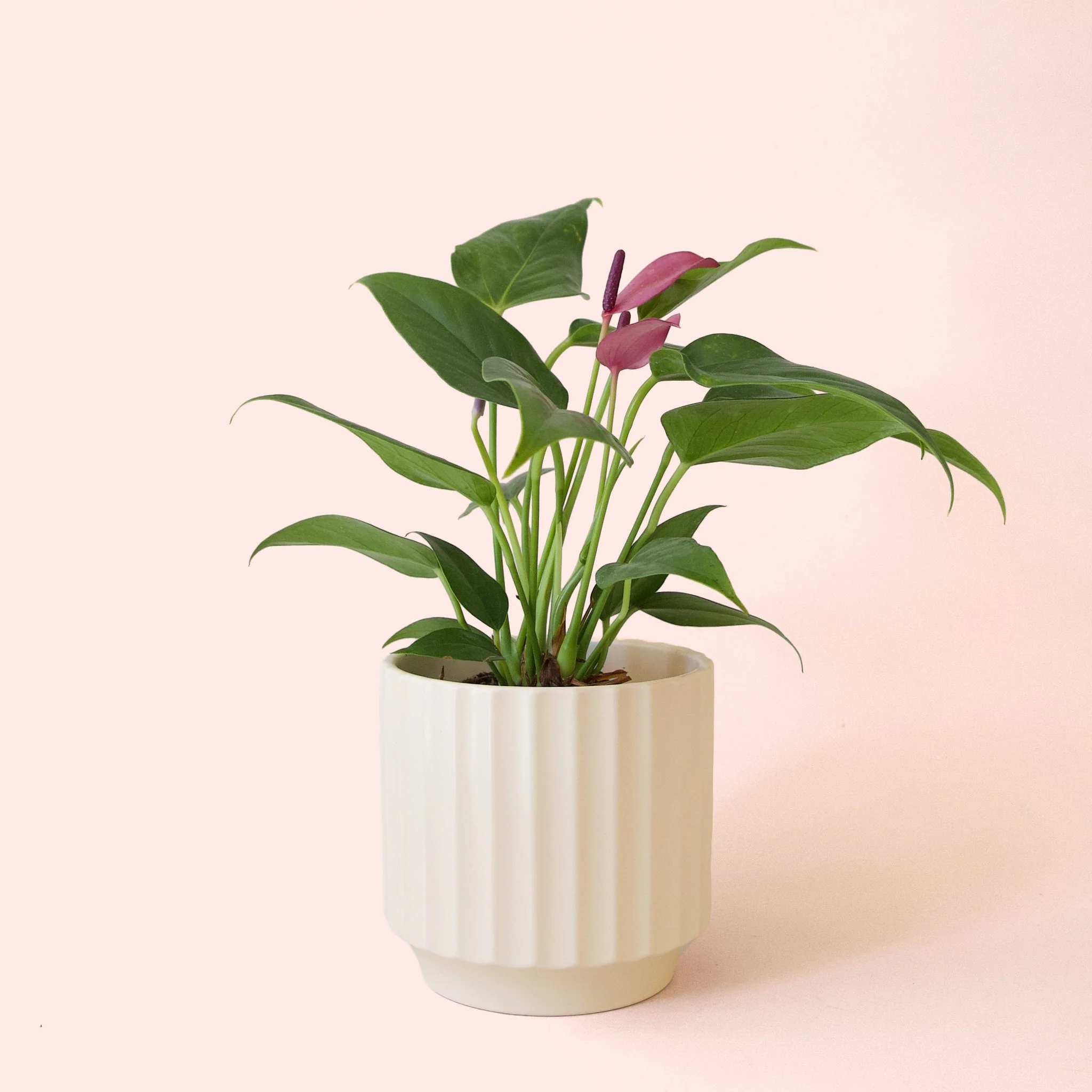 Anthurium | Zizou - Image 11