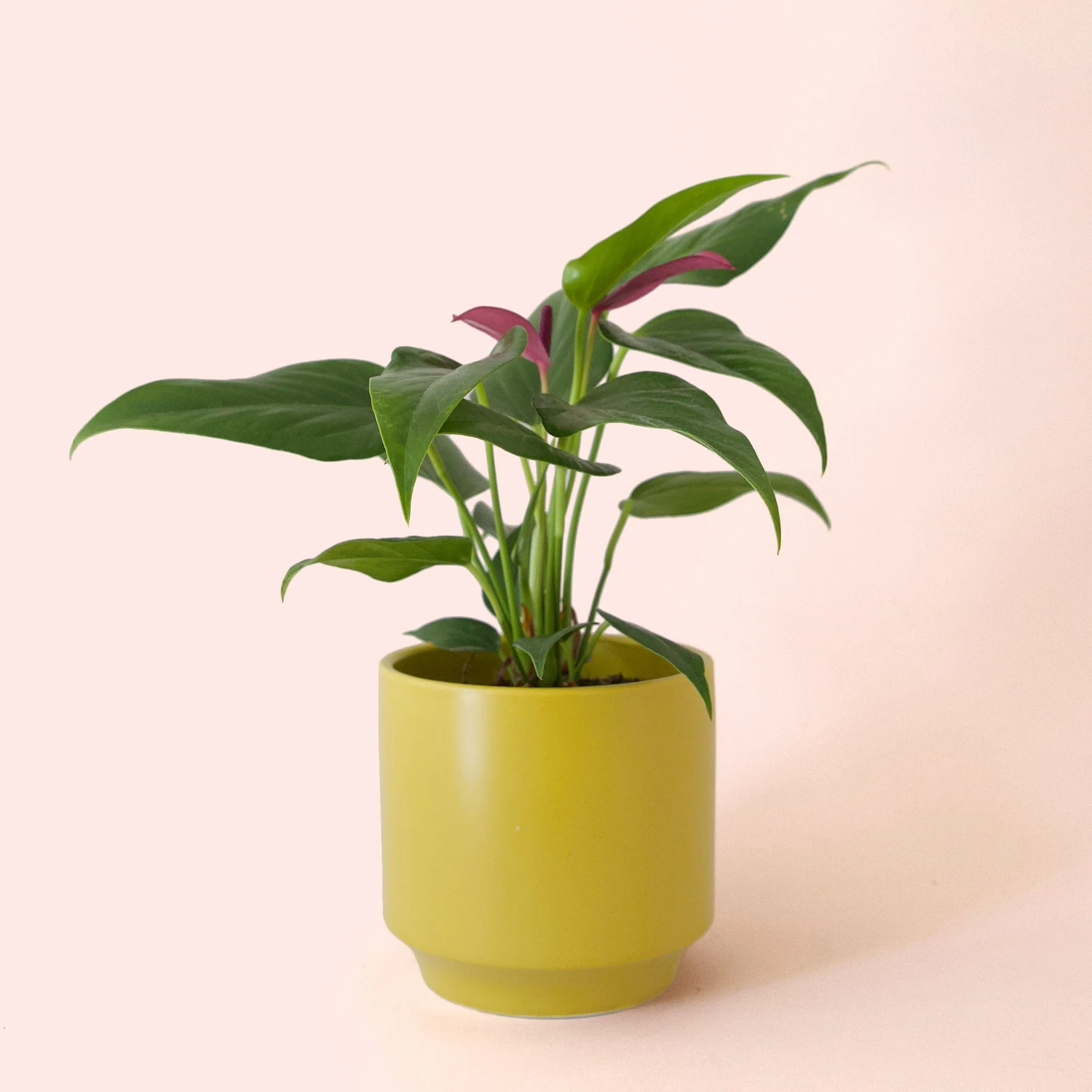 Anthurium | Zizou - Image 12