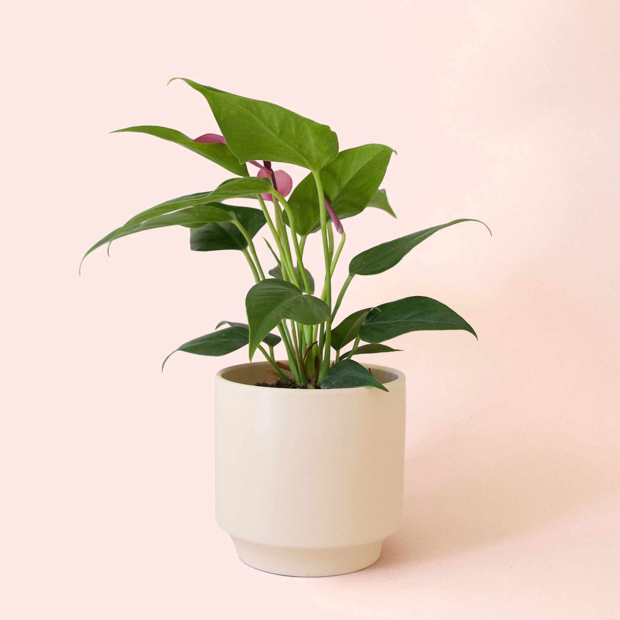 Anthurium | Zizou - Image 14