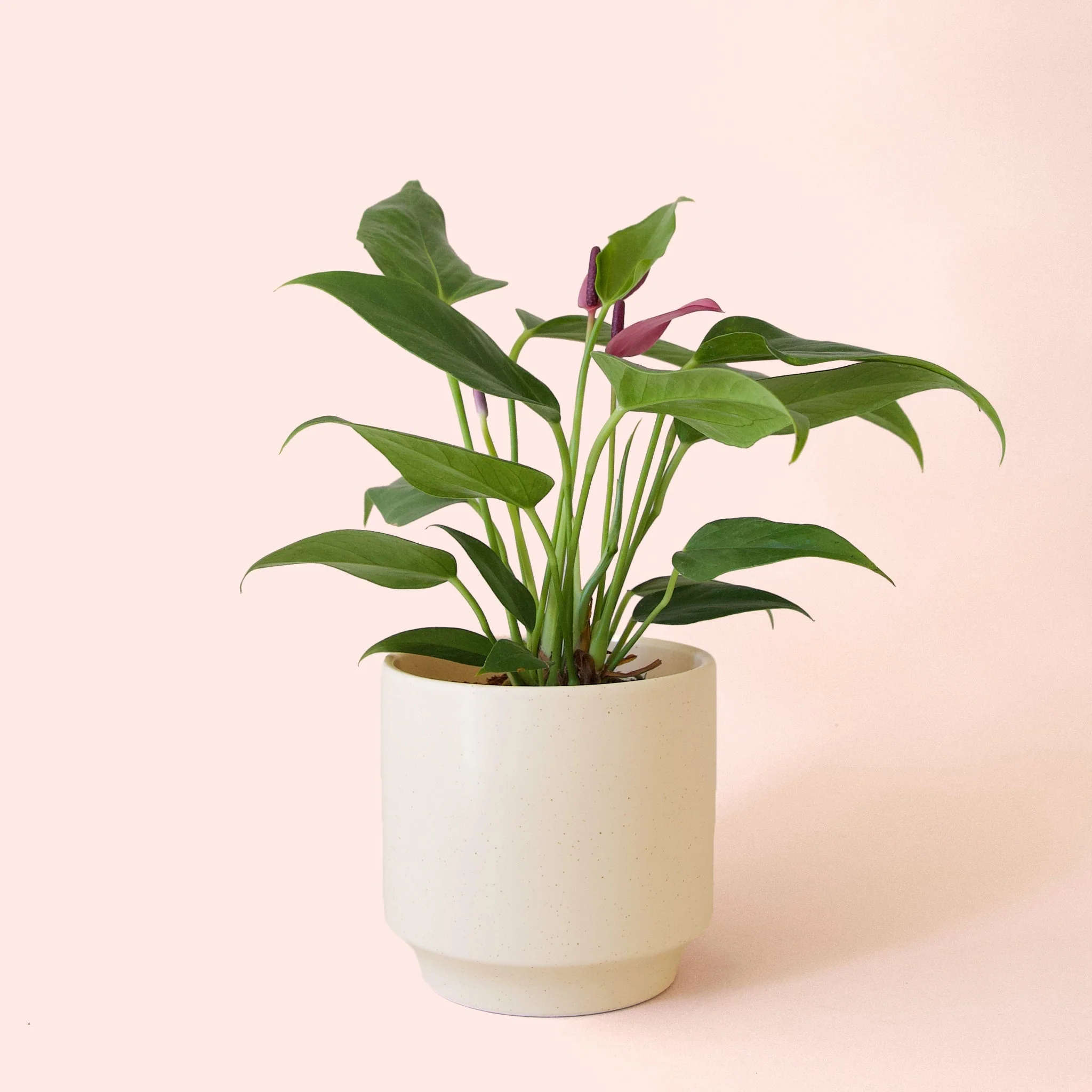 Anthurium | Zizou - Image 15