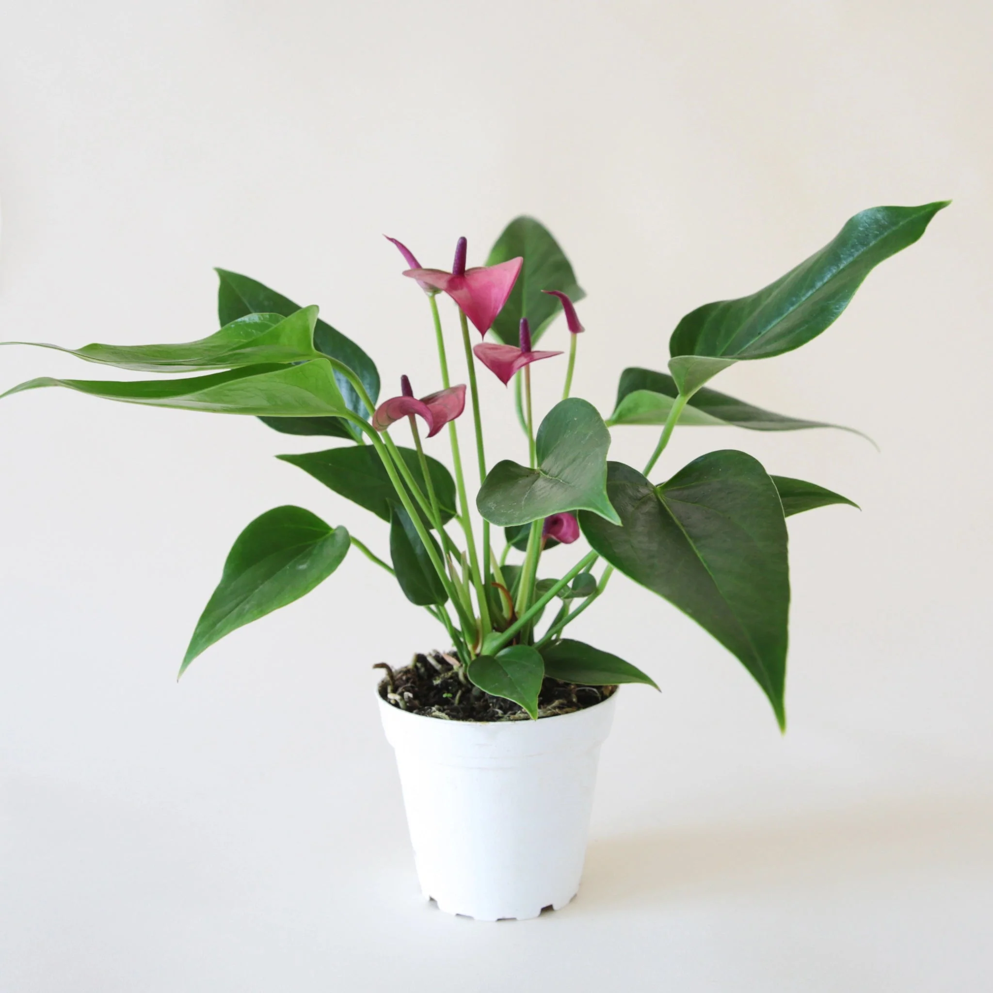 Anthurium | Zizou - Image 17