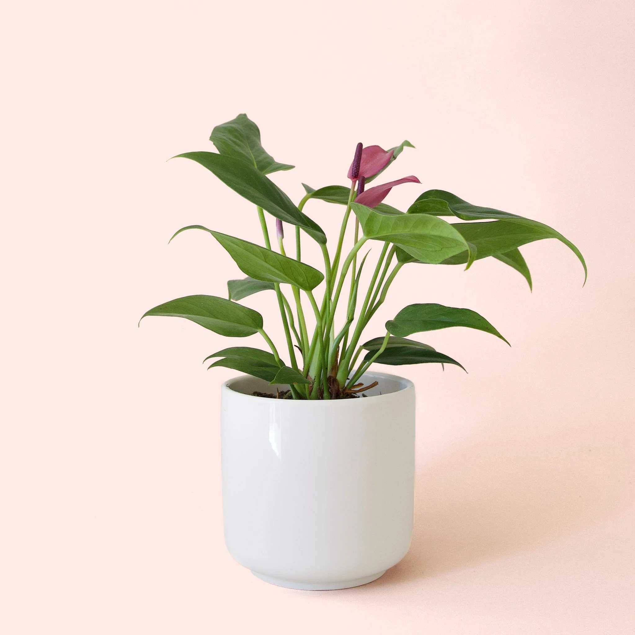 Anthurium | Zizou - Image 3