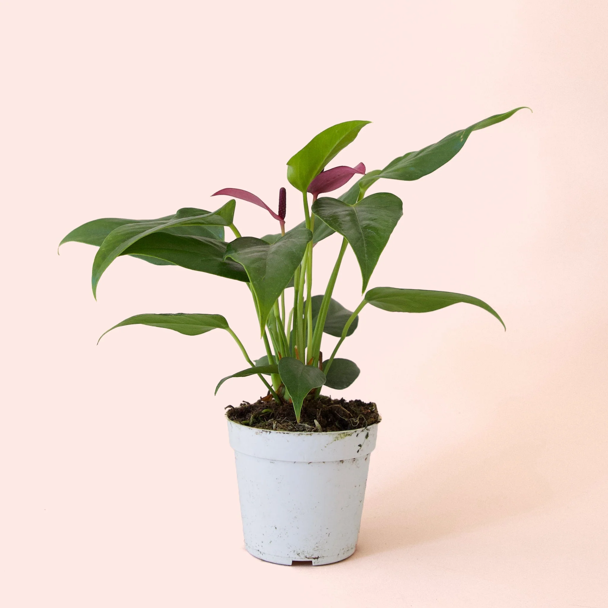 Anthurium | Zizou - Image 4
