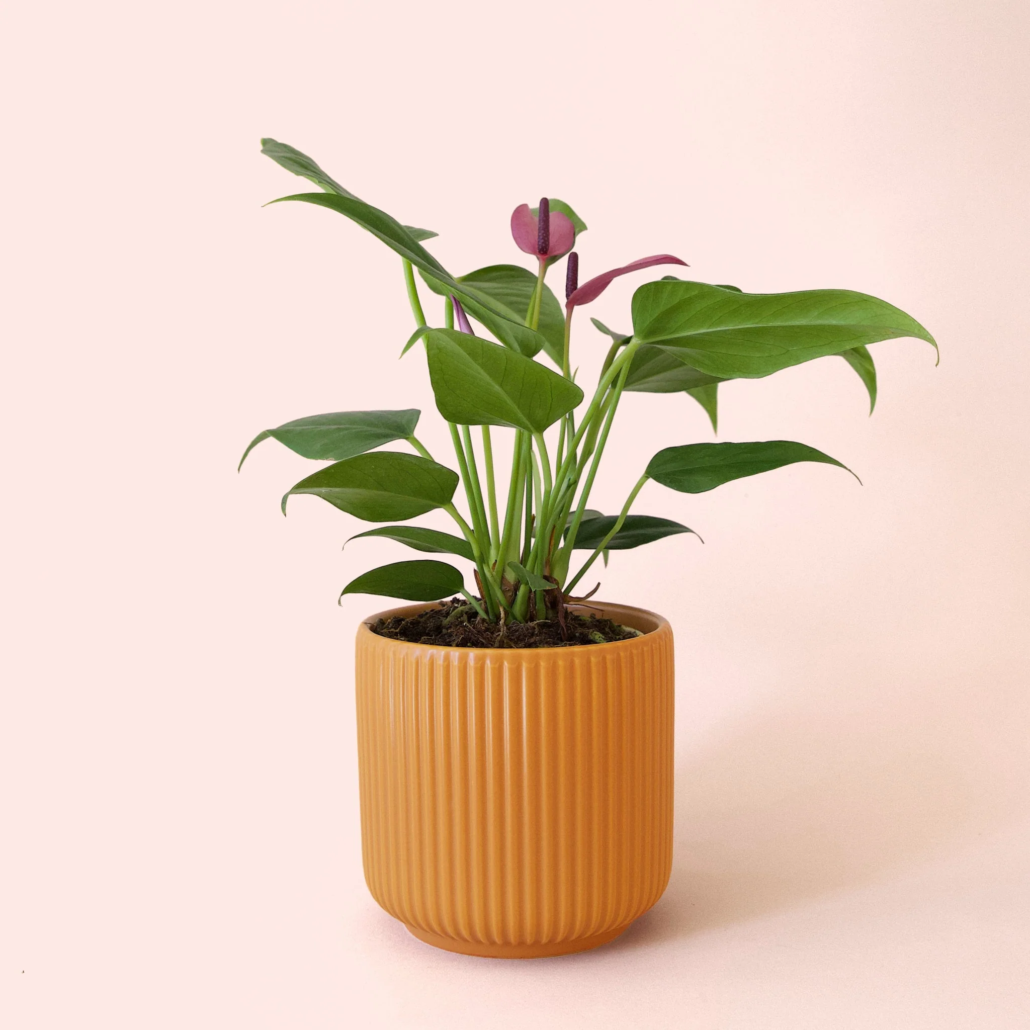 Anthurium | Zizou - Image 5