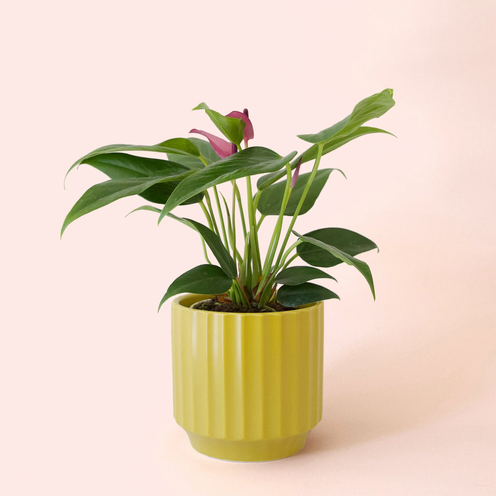 Anthurium | Zizou - Image 7