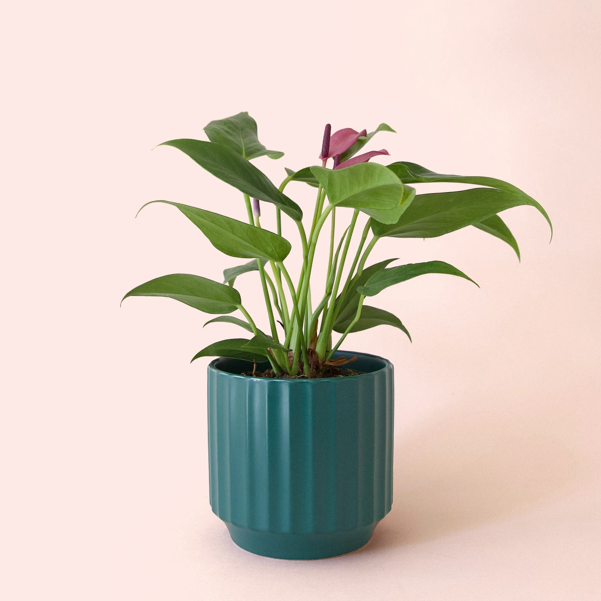 Anthurium | Zizou - Image 8