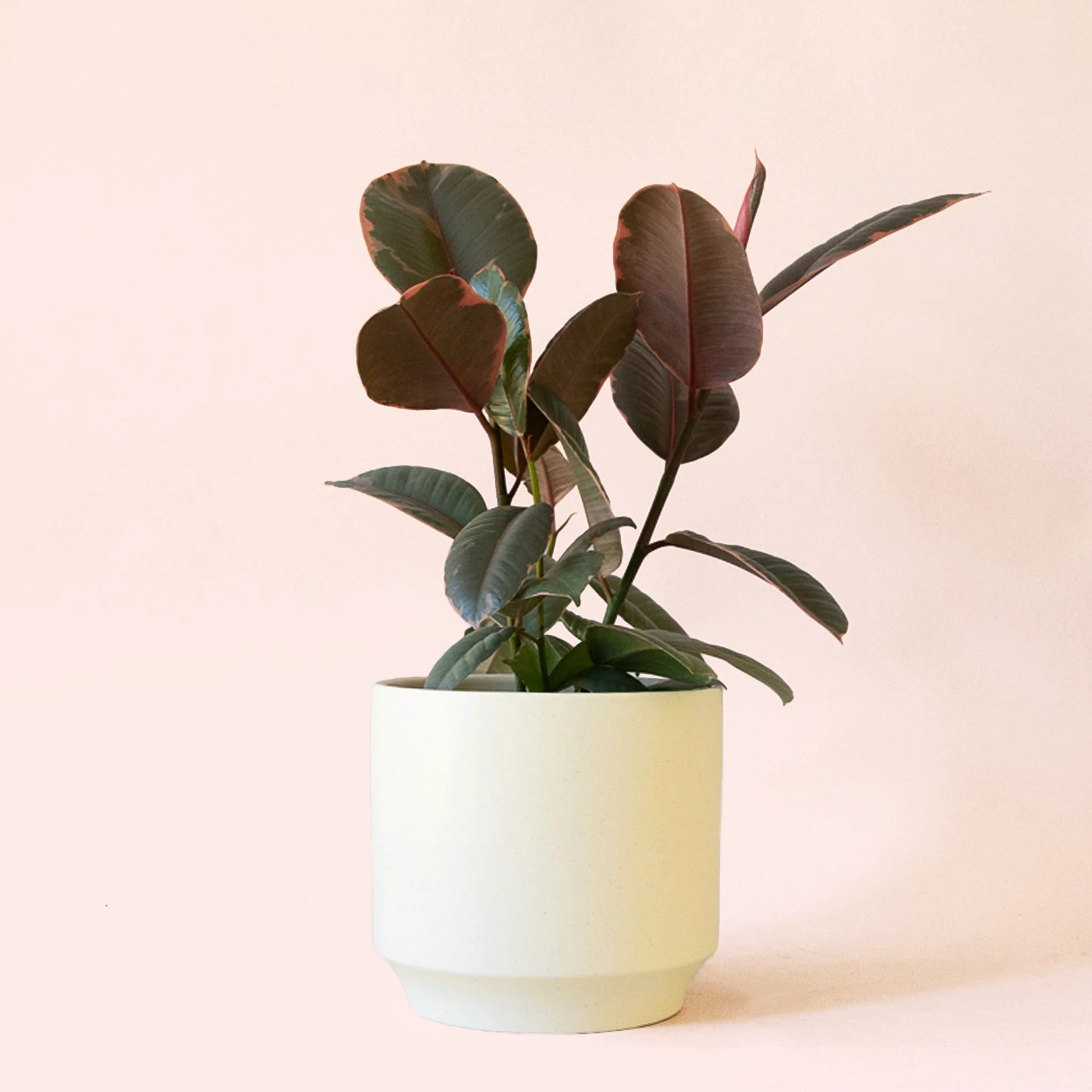 Ficus Elastica | Ruby - Image 10