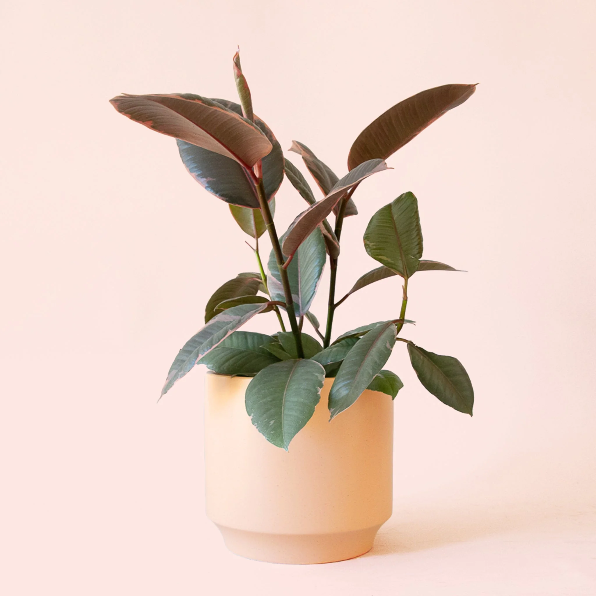 Ficus Elastica | Ruby - Image 12