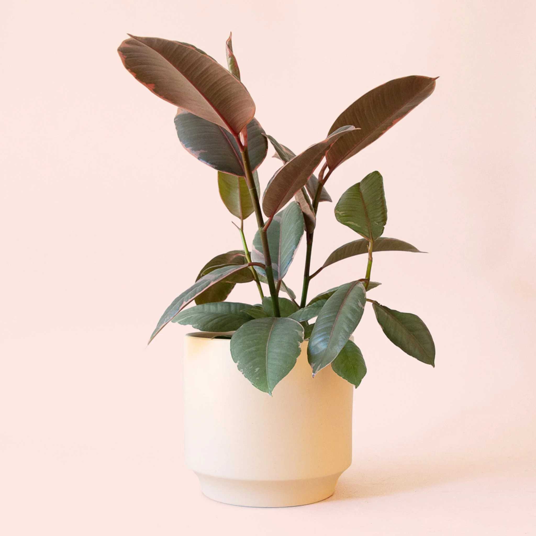 Ficus Elastica | Ruby - Image 13
