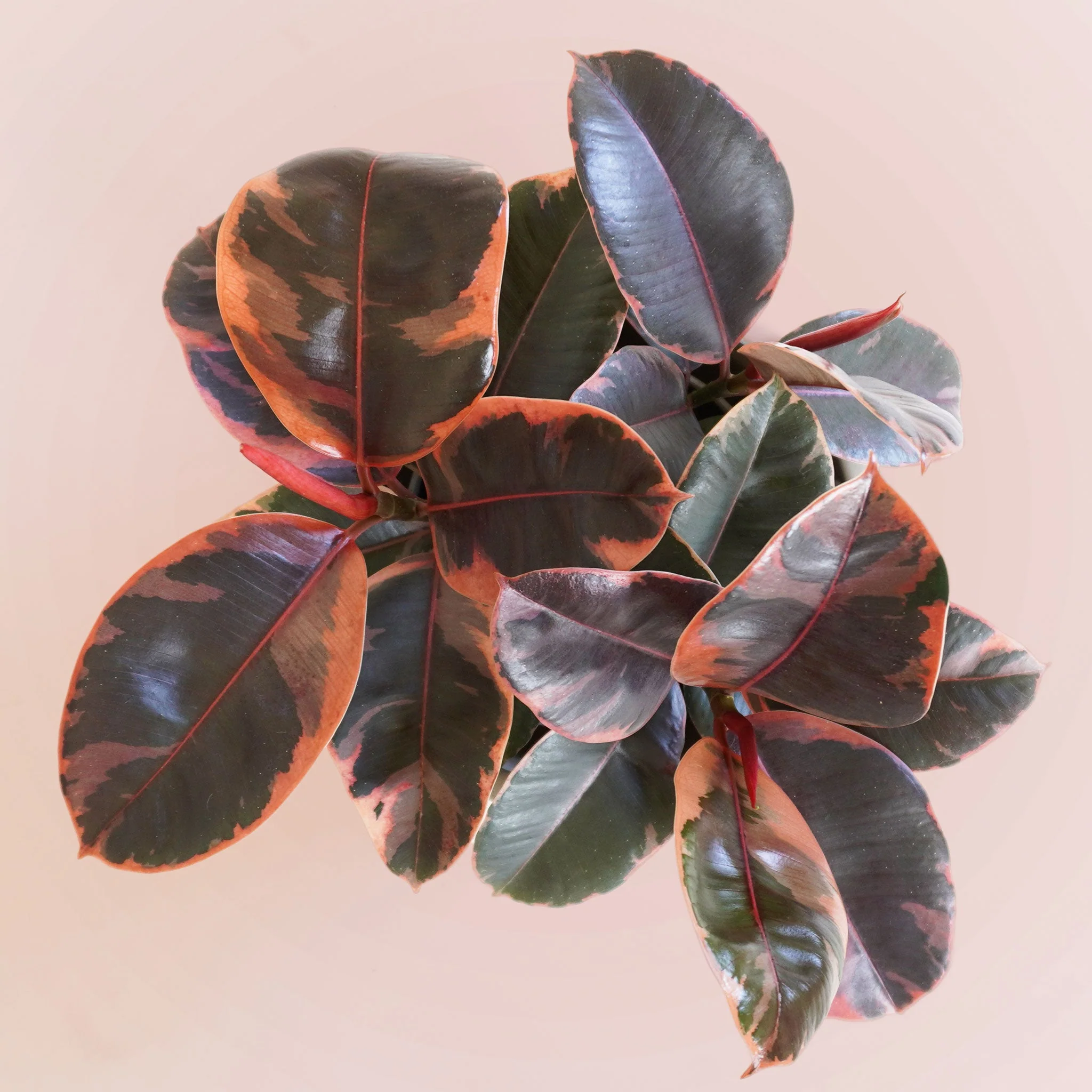 Ficus Elastica | Ruby - Image 15
