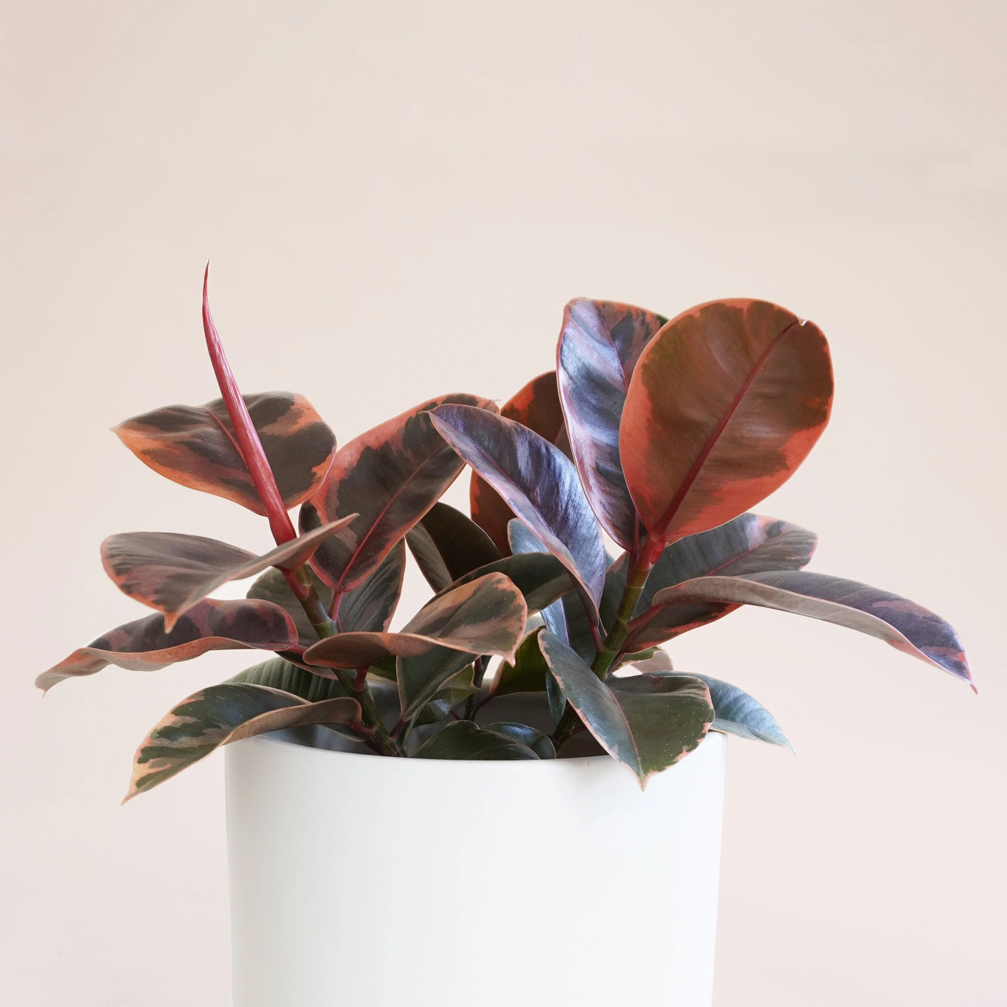 Ficus Elastica | Ruby - Image 16