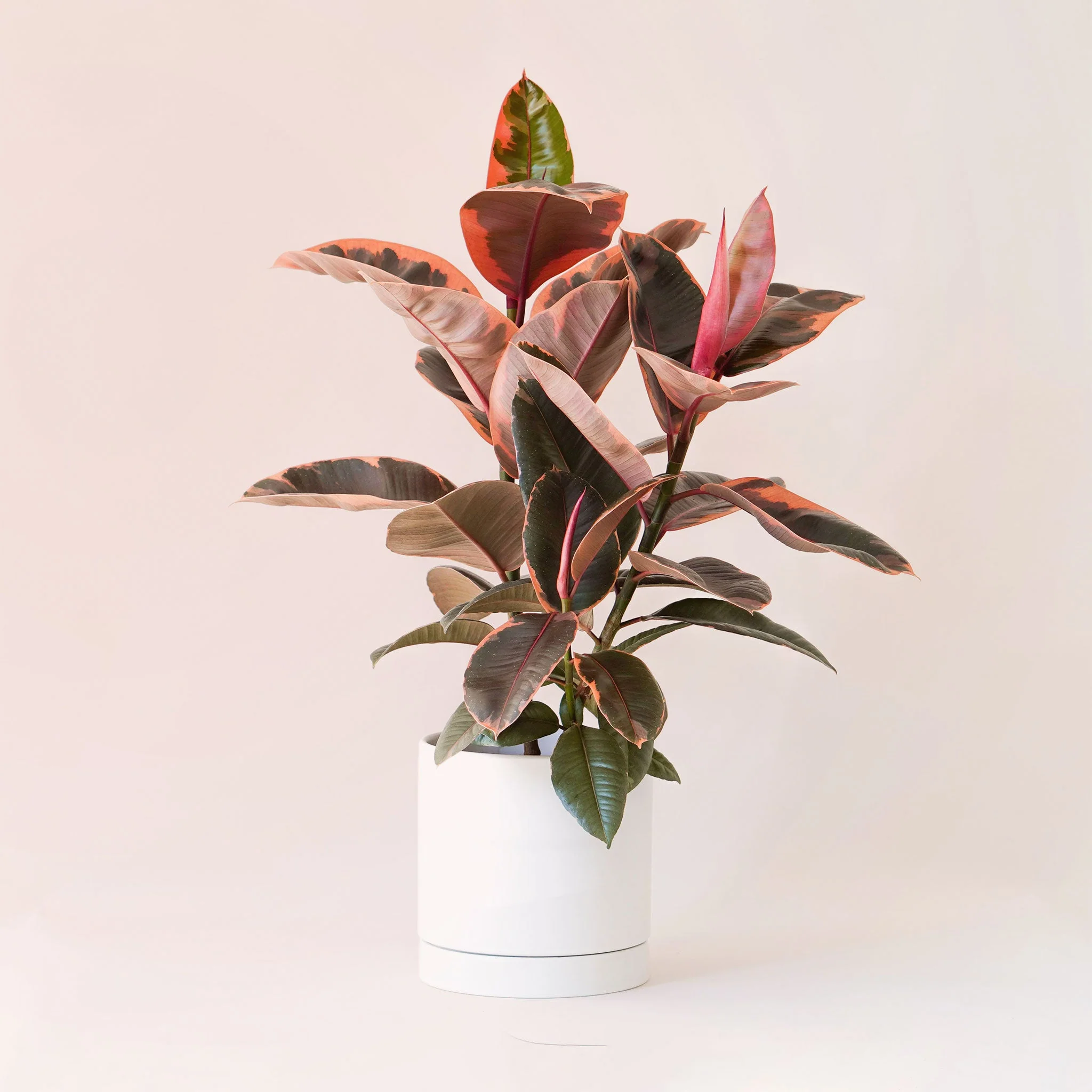 Ficus Elastica | Ruby - Image 17