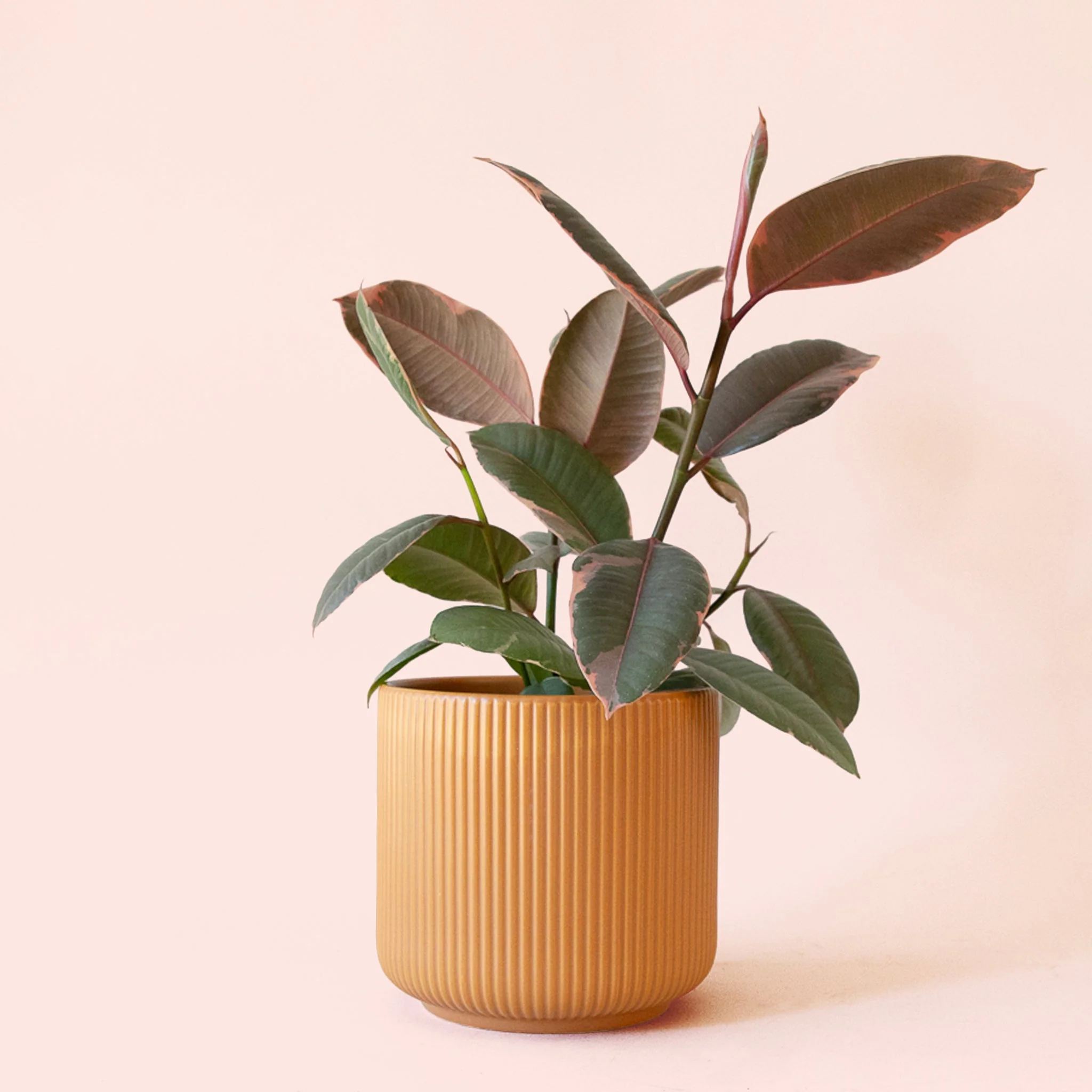 Ficus Elastica | Ruby - Image 19