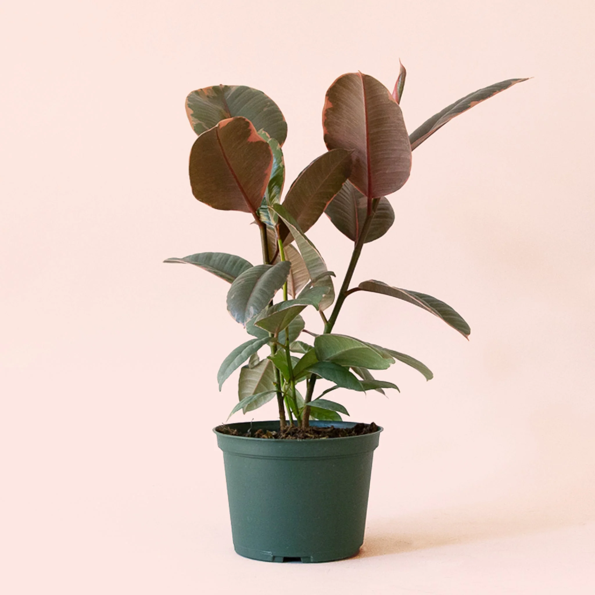 Ficus Elastica | Ruby - Image 4