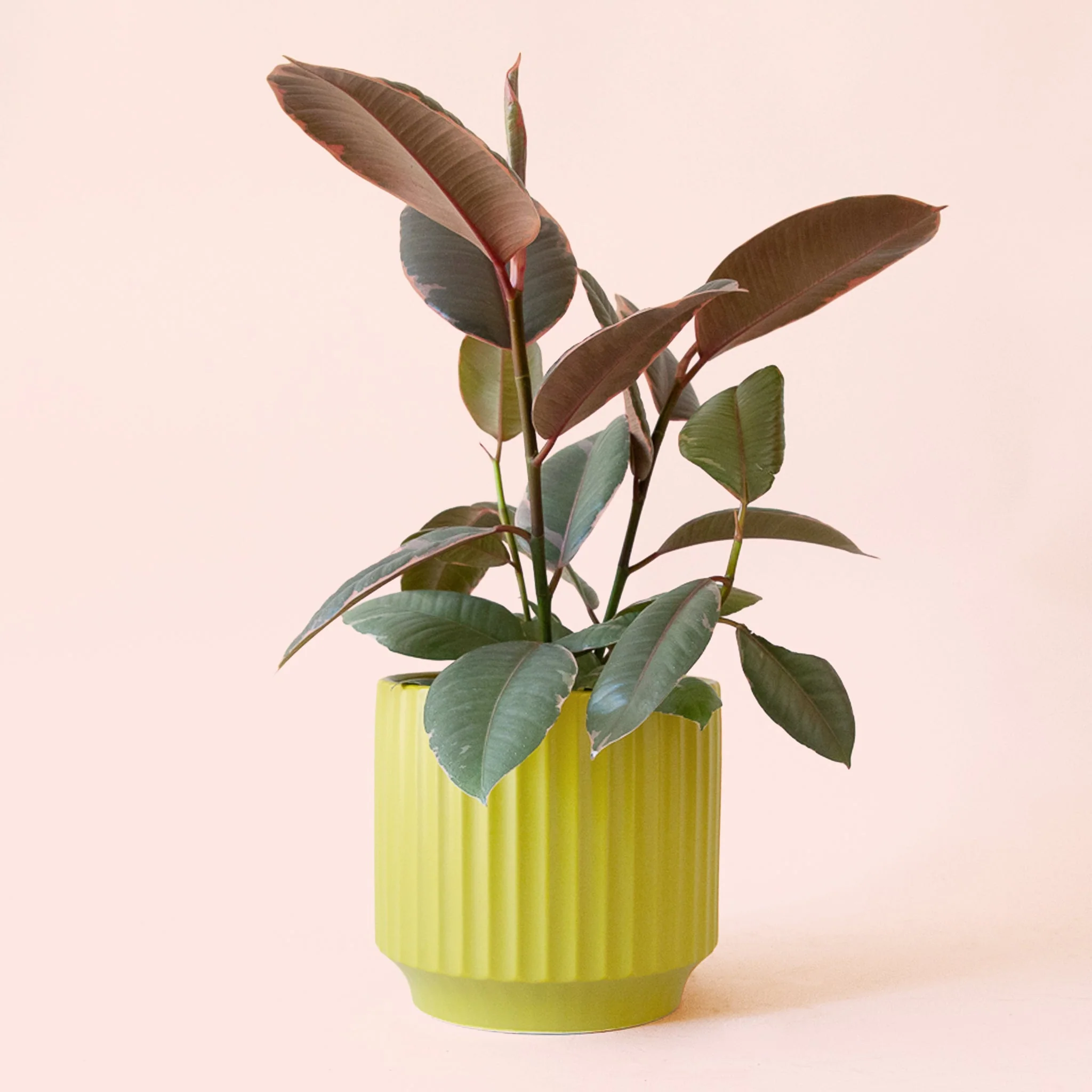 Ficus Elastica | Ruby - Image 6