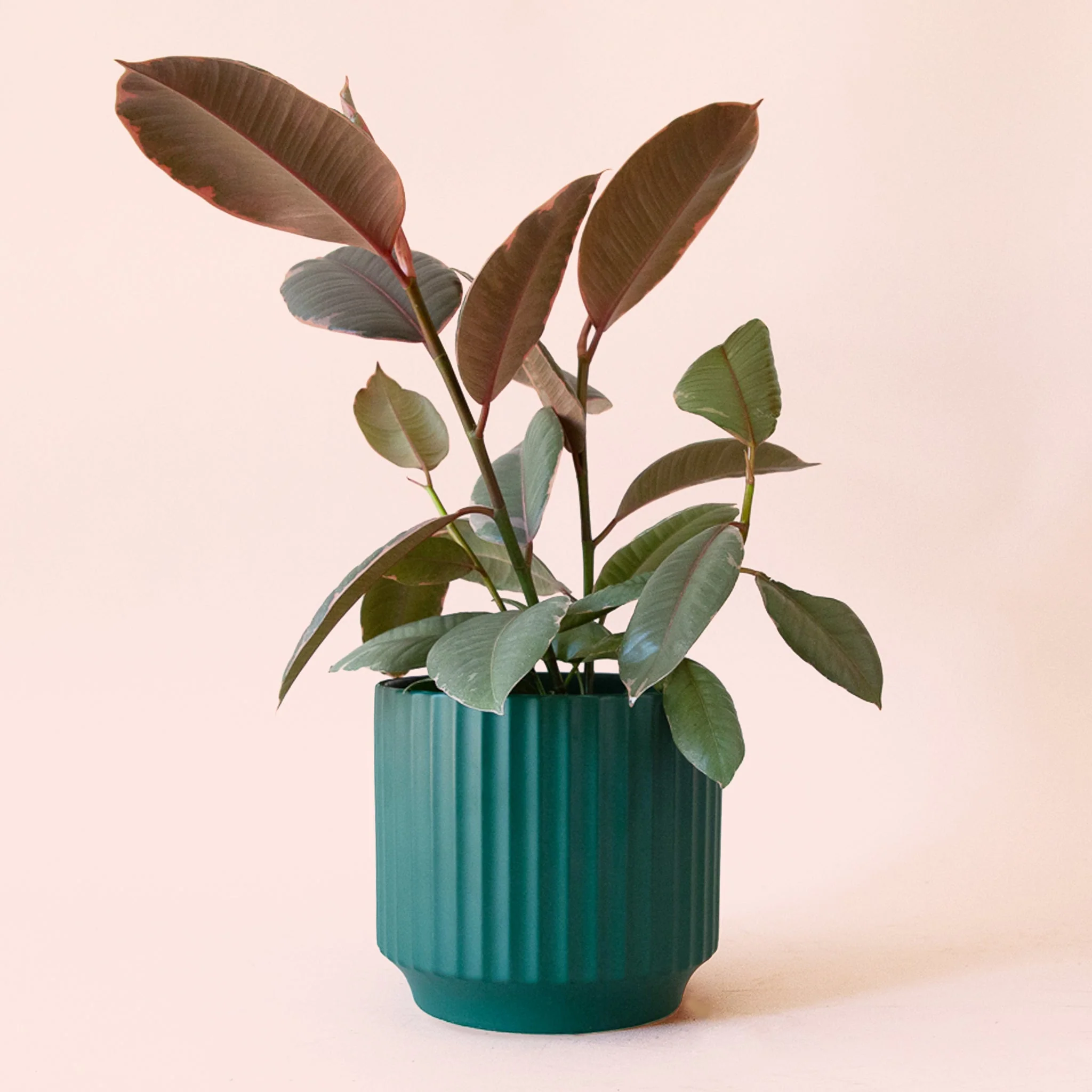 Ficus Elastica | Ruby - Image 7