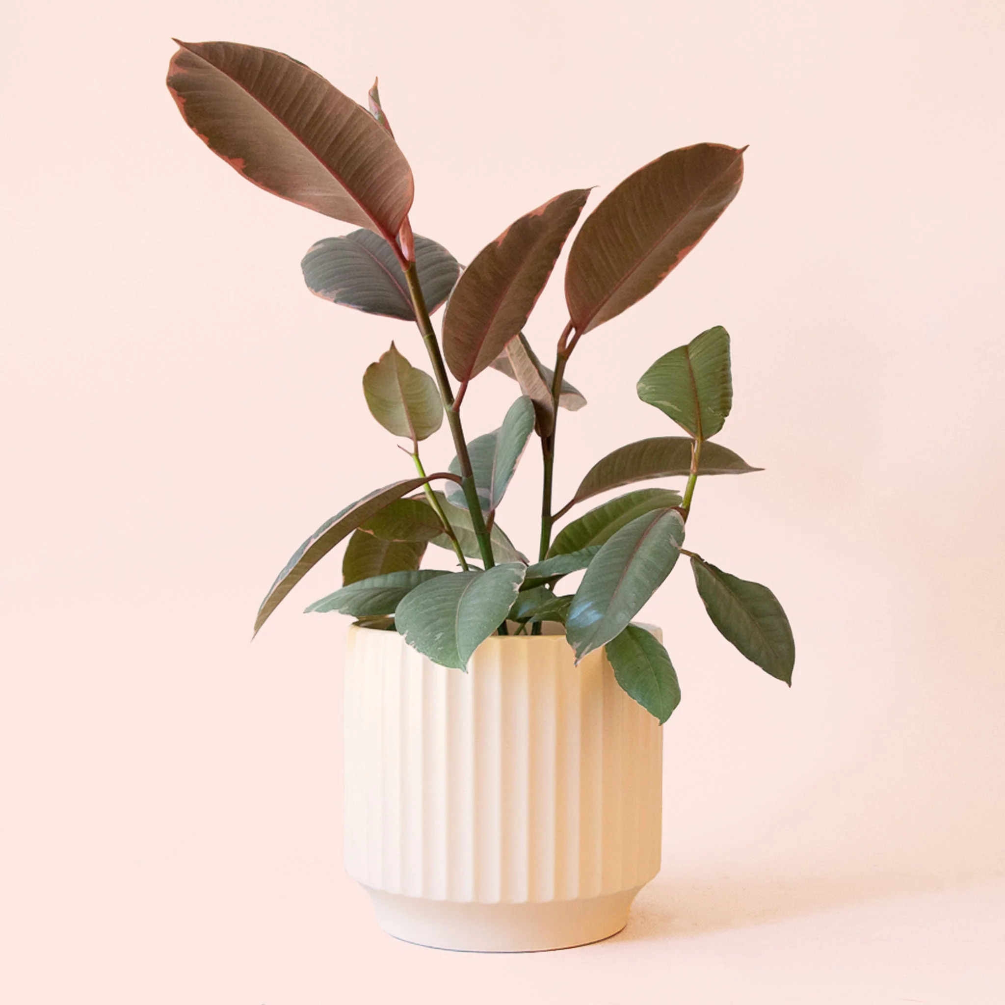 Ficus Elastica | Ruby - Image 8