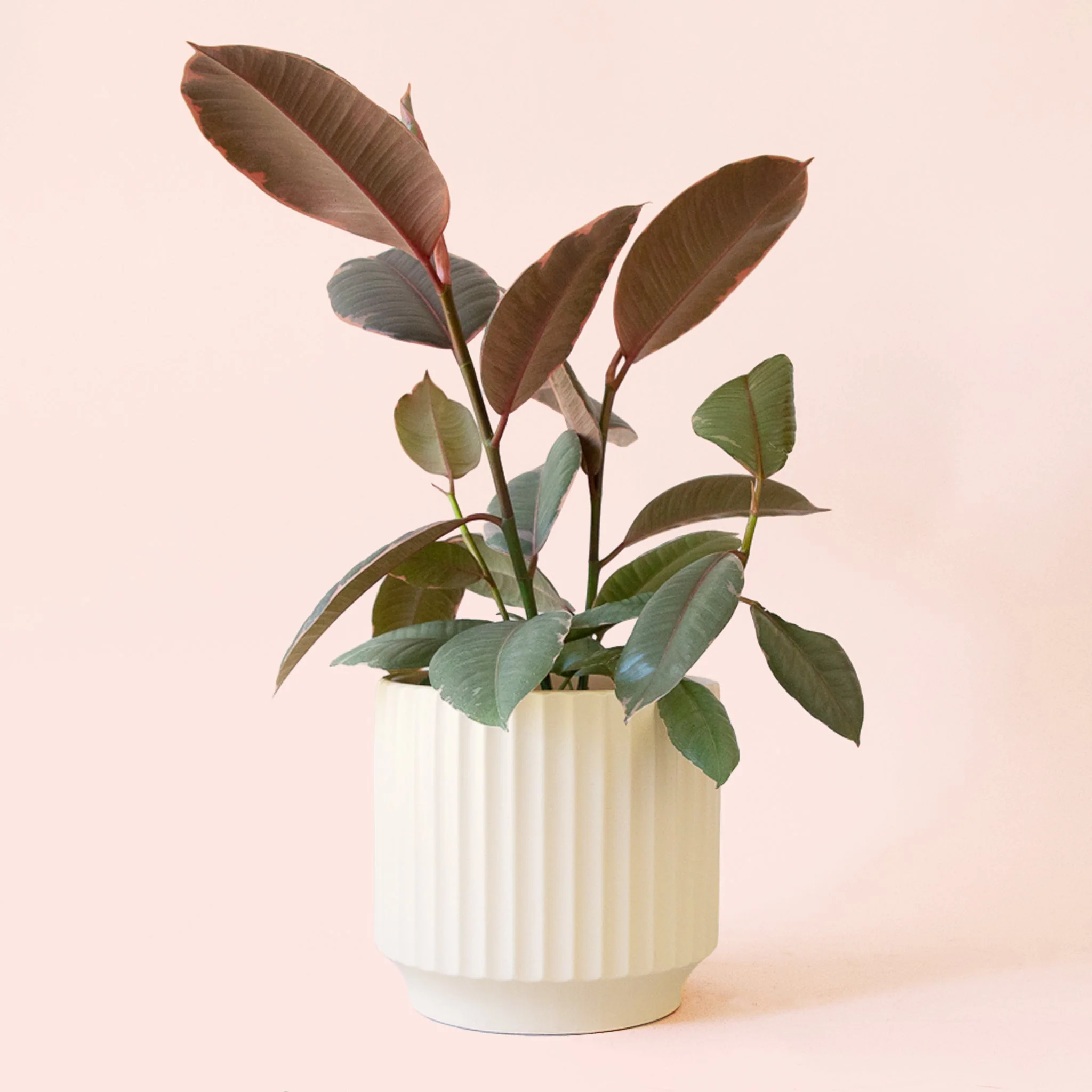 Ficus Elastica | Ruby - Image 9