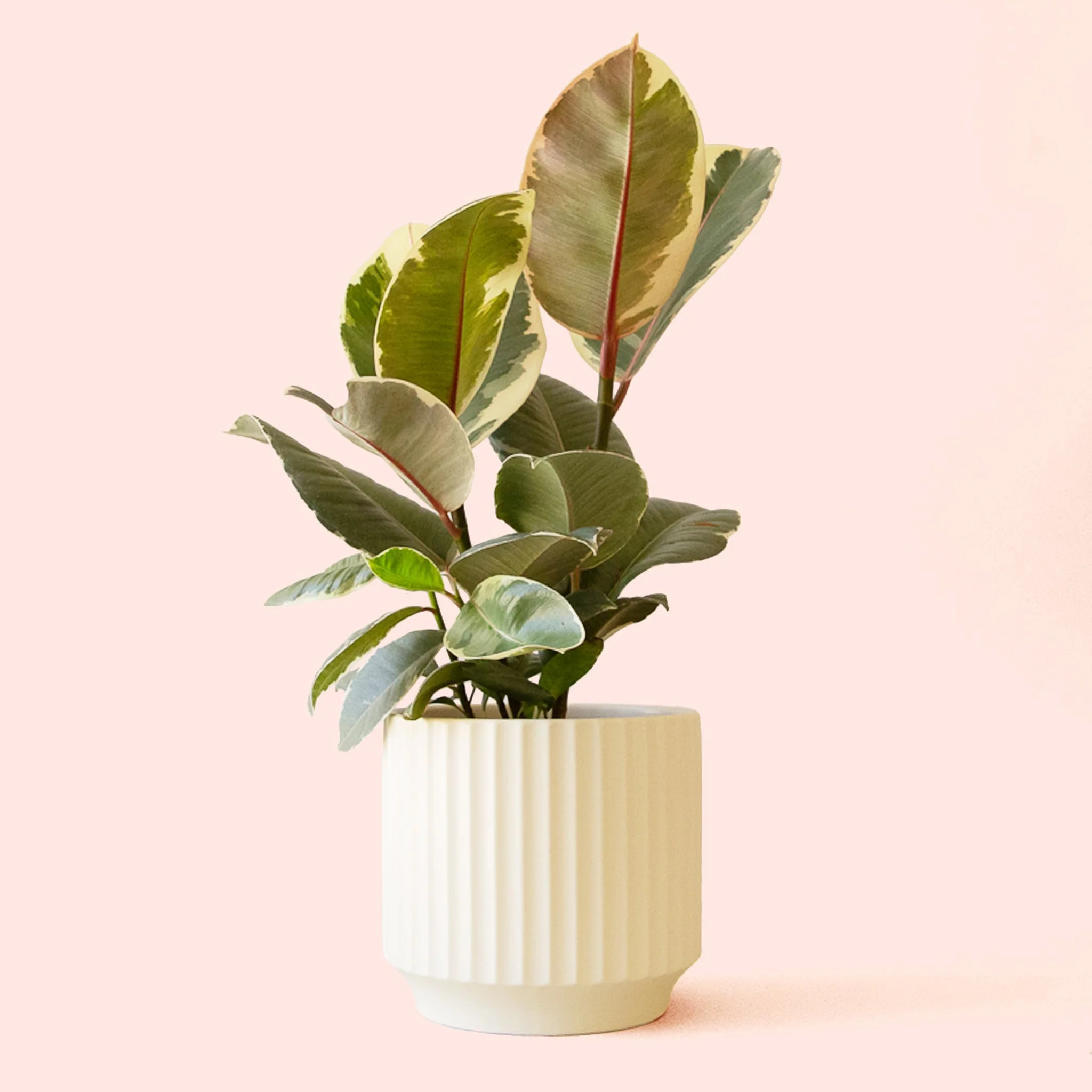 Ficus Elastica | Tineke - Image 11