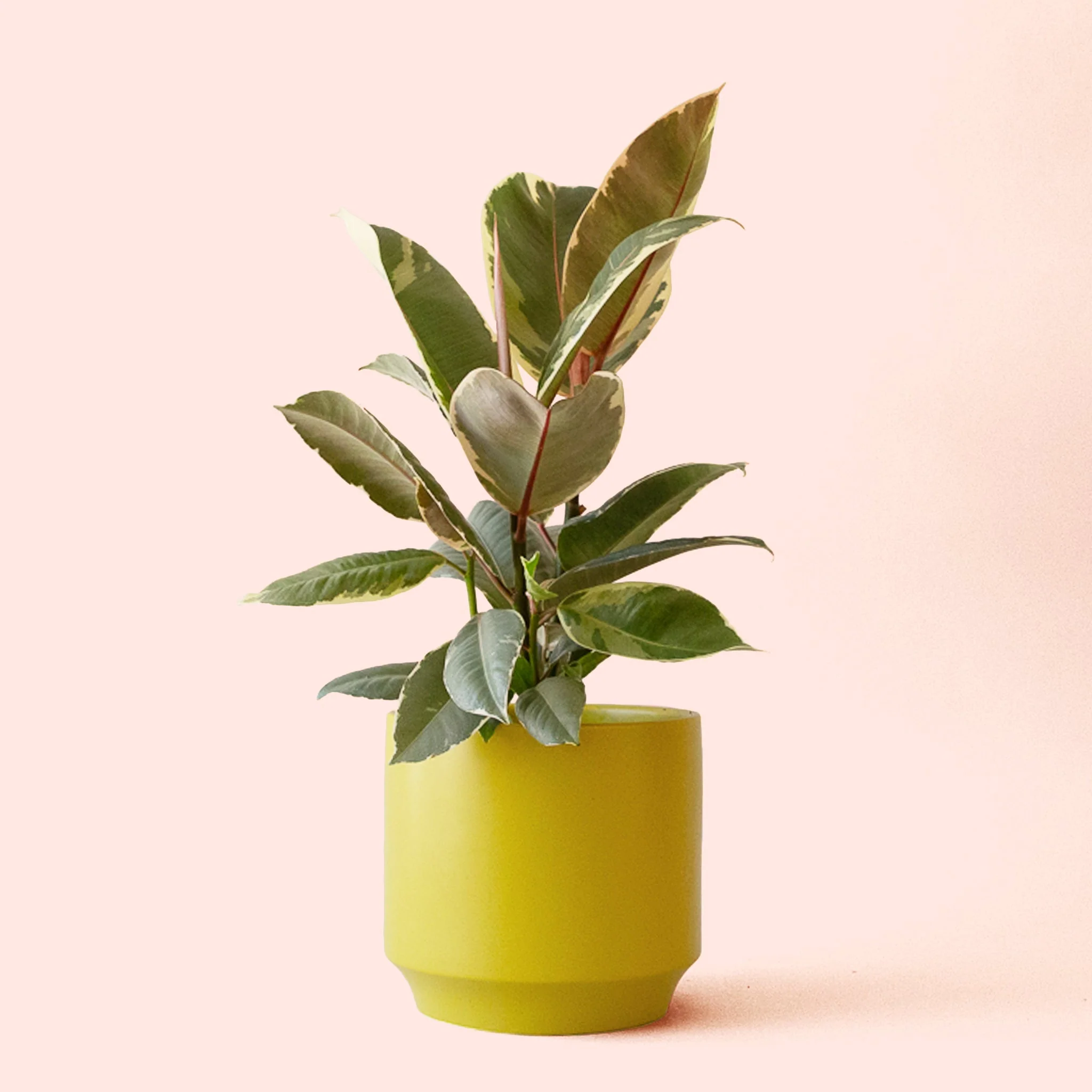 Ficus Elastica | Tineke - Image 12