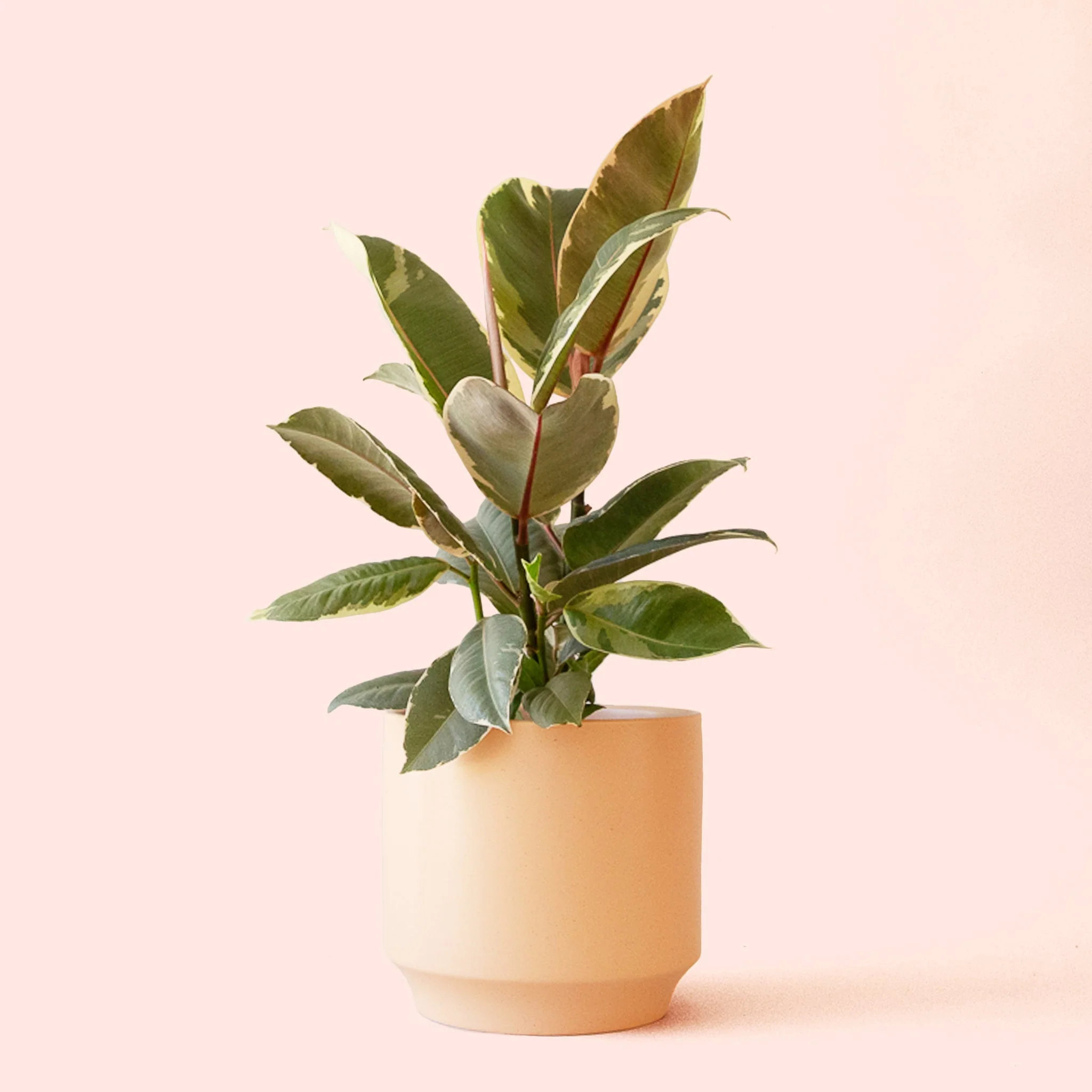 Ficus Elastica | Tineke - Image 13