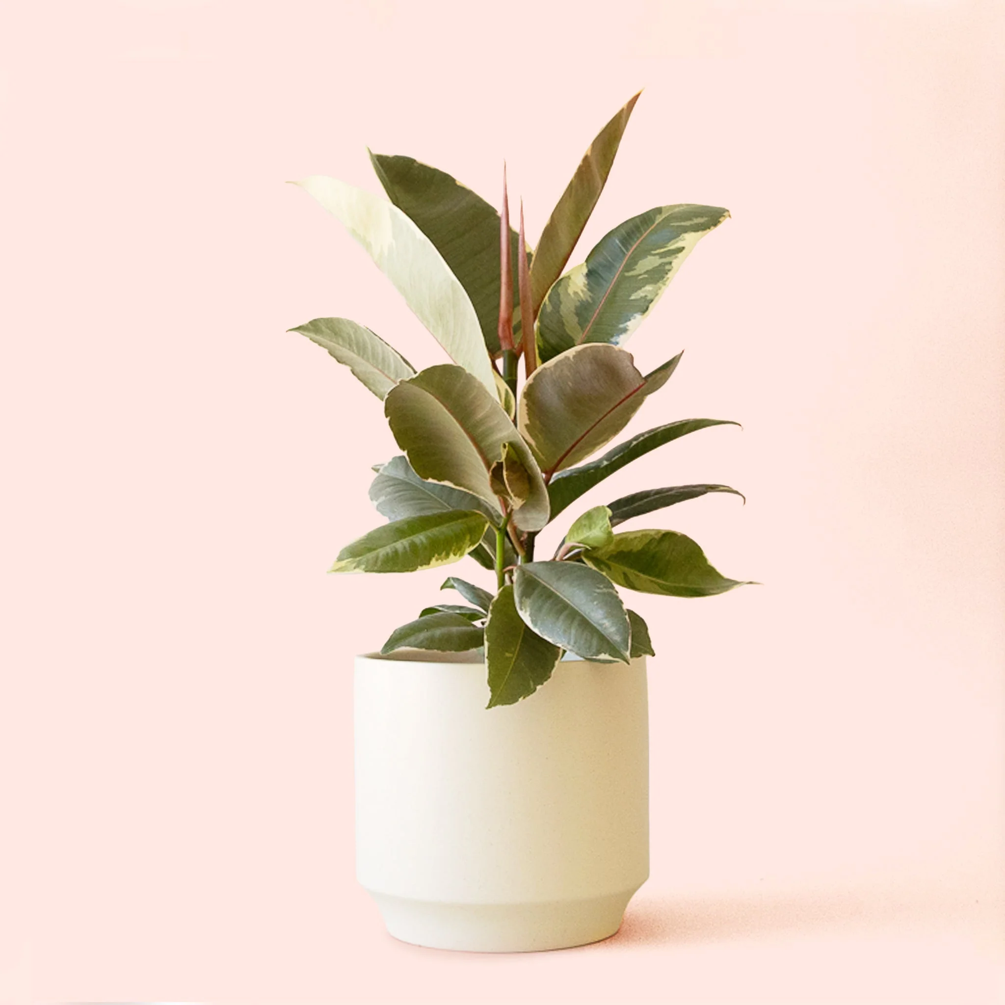 Ficus Elastica | Tineke - Image 15