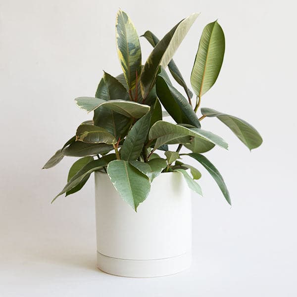 Ficus Elastica | Tineke - Image 16