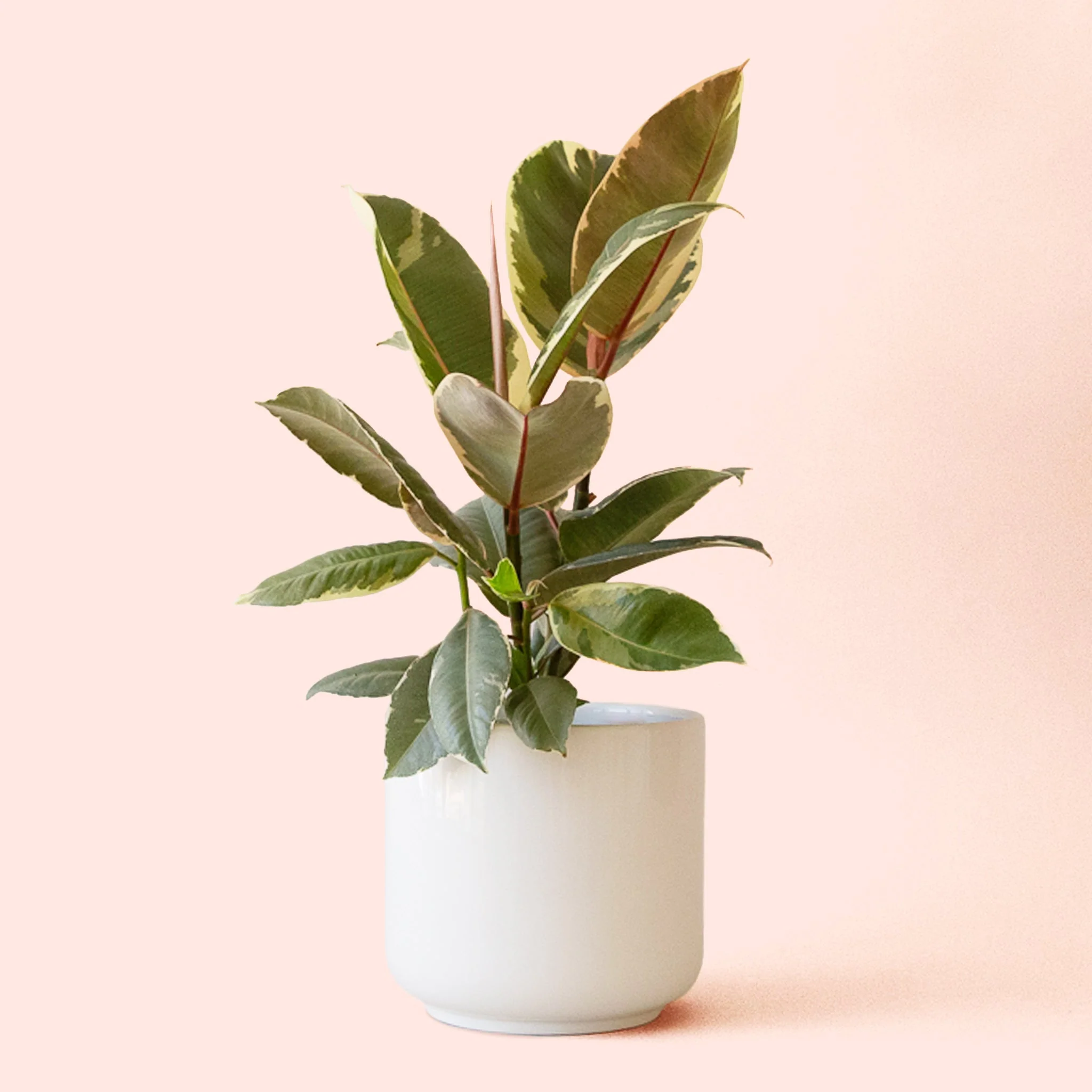 Ficus Elastica | Tineke - Image 3