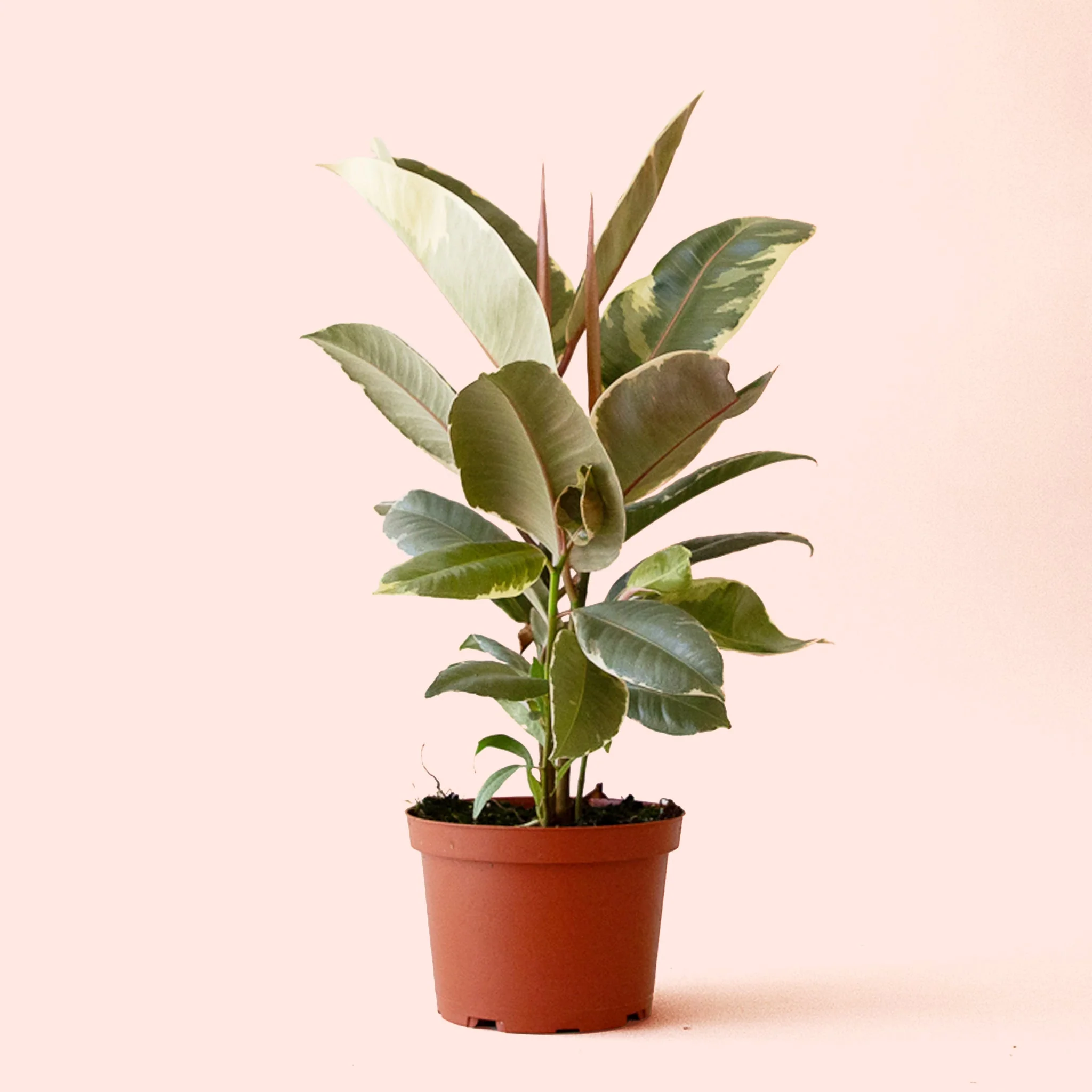 Ficus Elastica | Tineke - Image 4