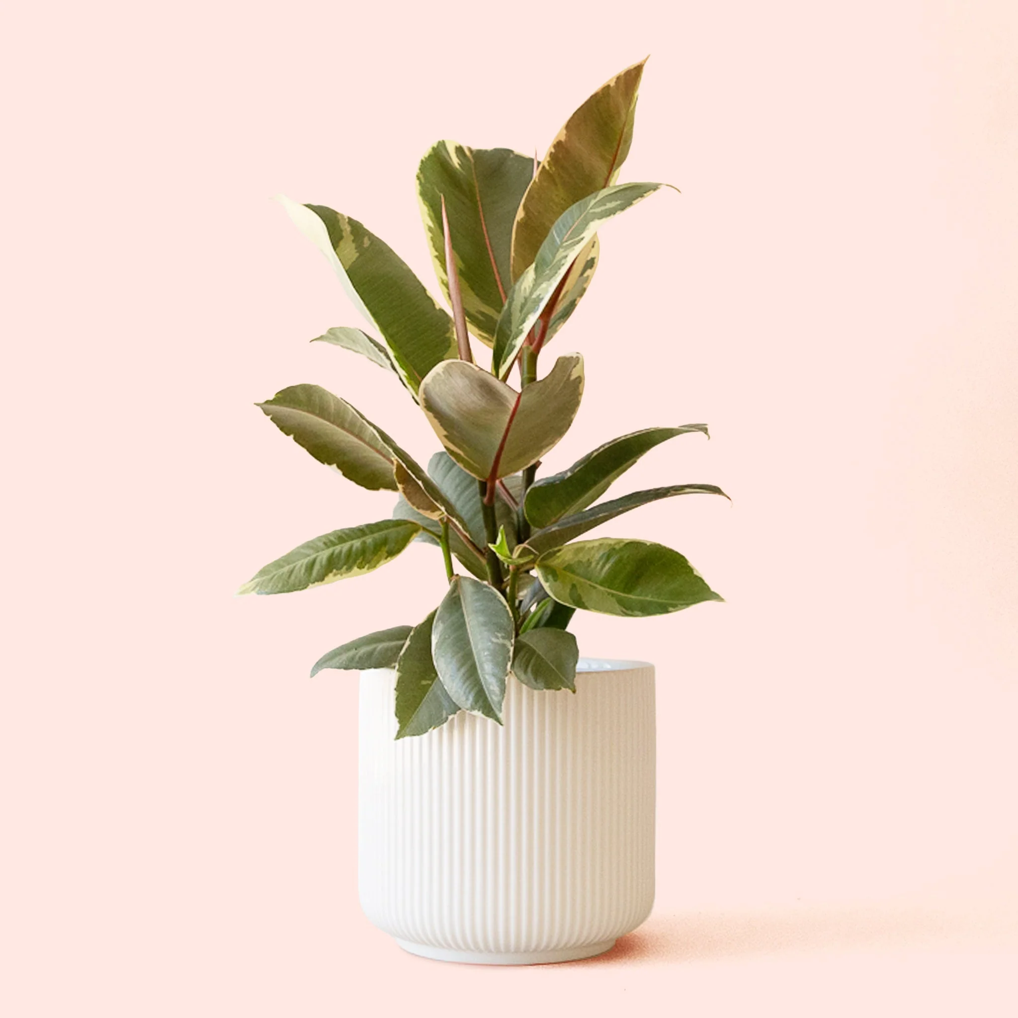 Ficus Elastica | Tineke - Image 6