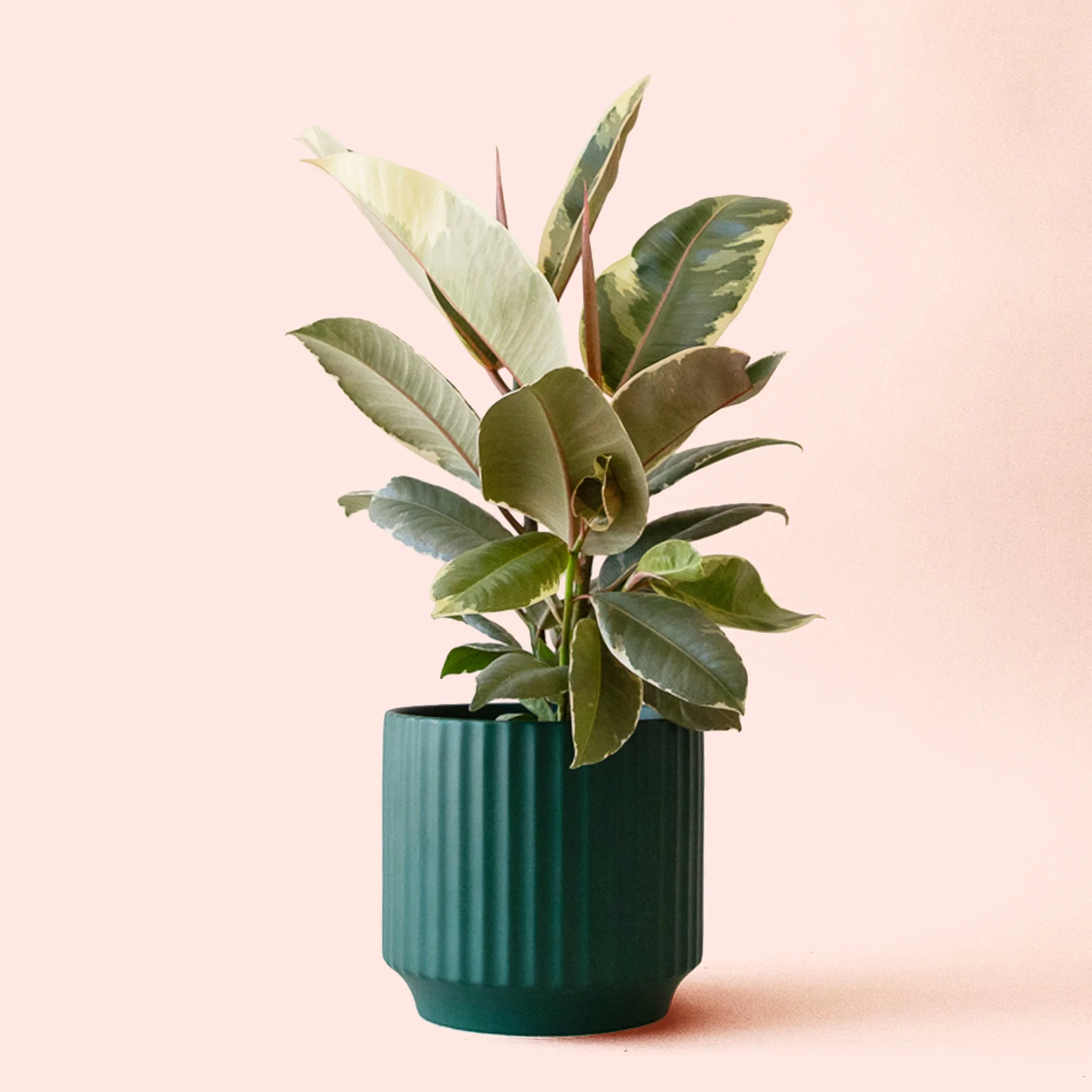 Ficus Elastica | Tineke - Image 8