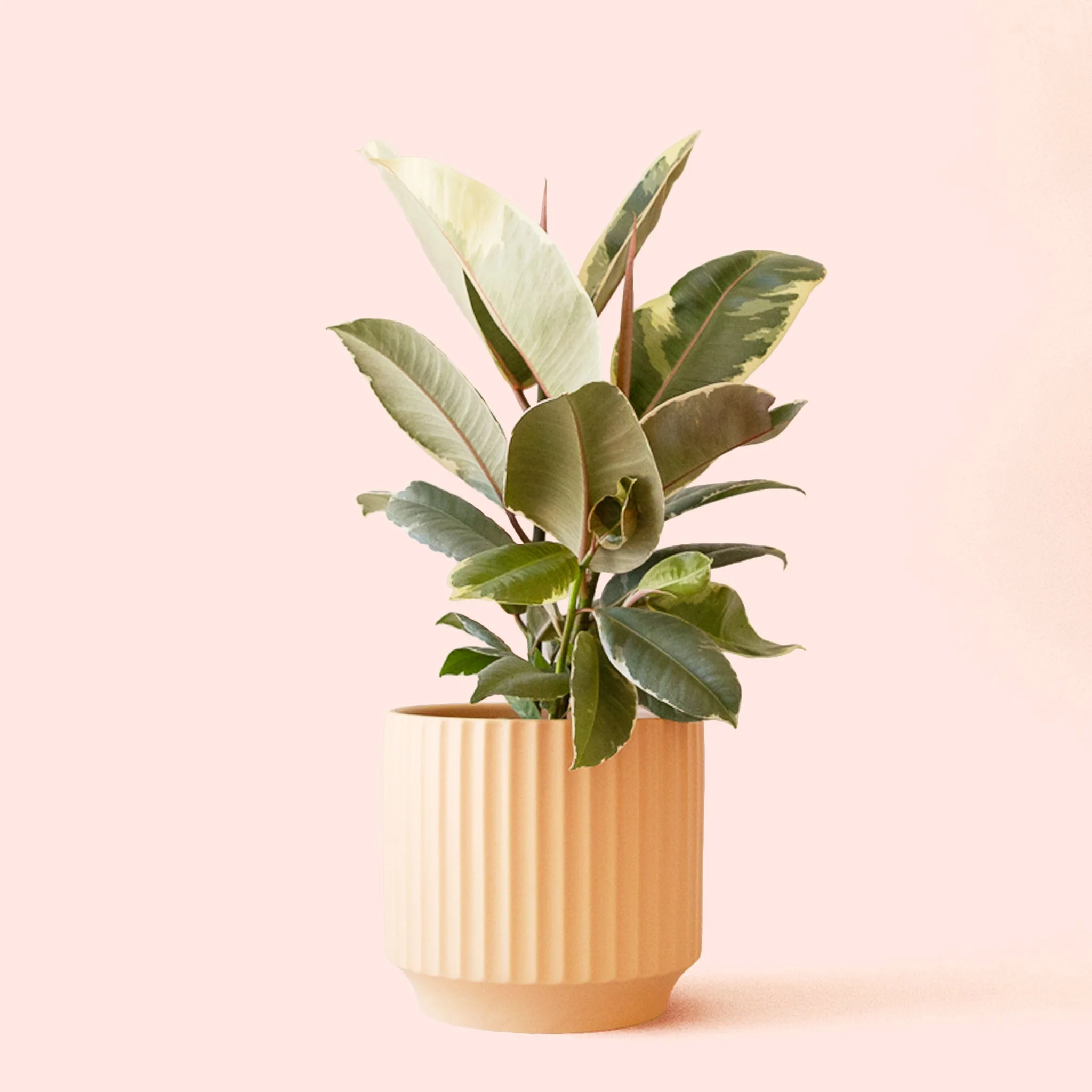 Ficus Elastica | Tineke - Image 9
