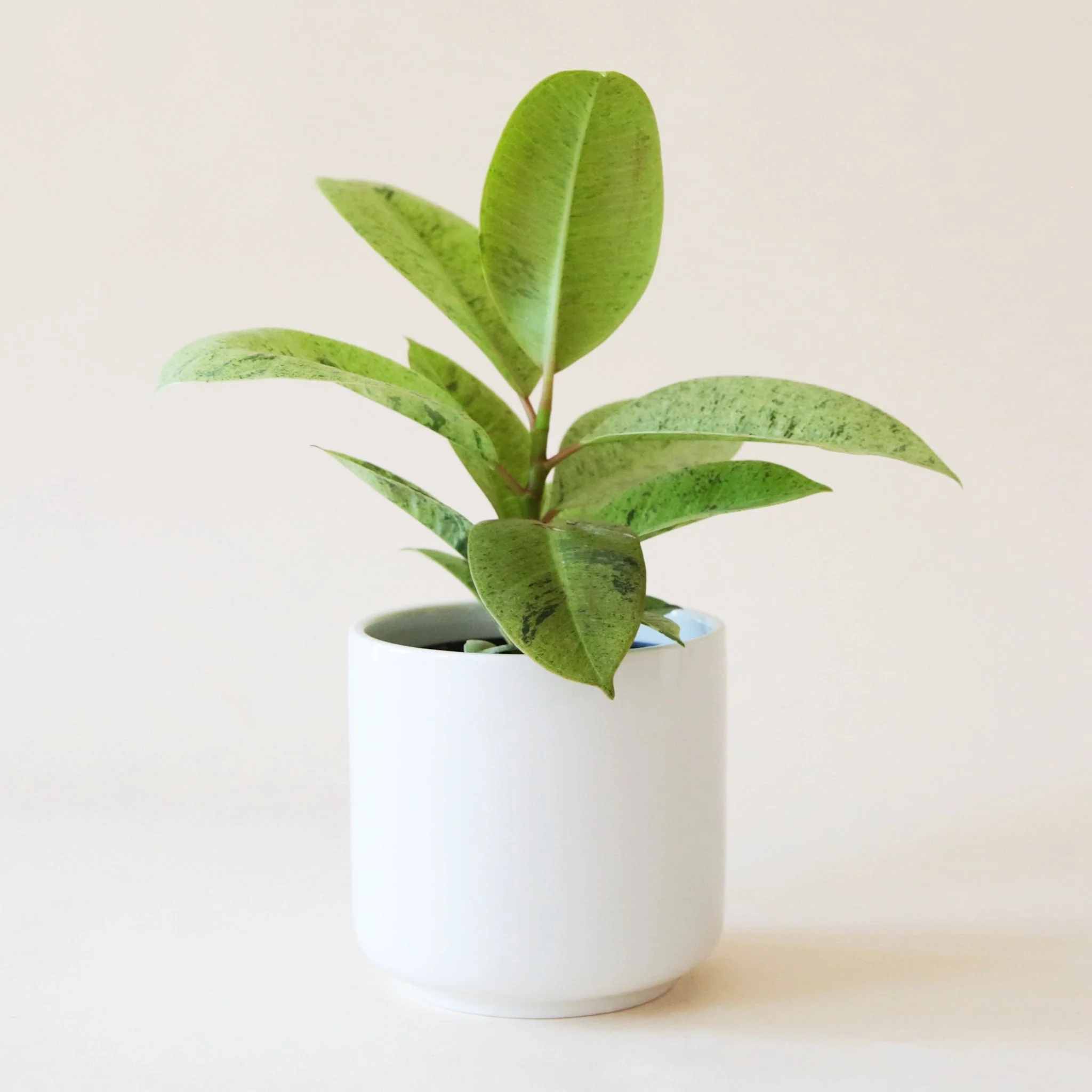 Ficus | Shivereana - Image 3