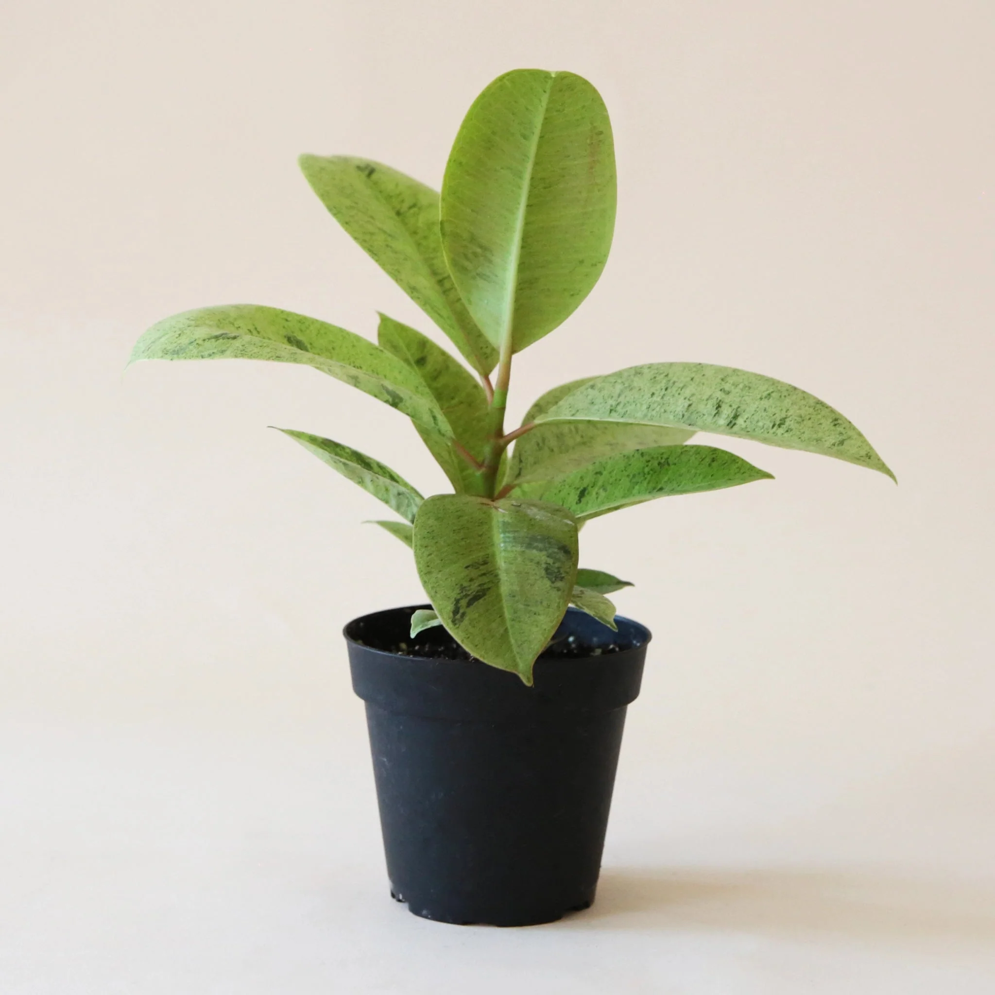 Ficus | Shivereana - Image 4