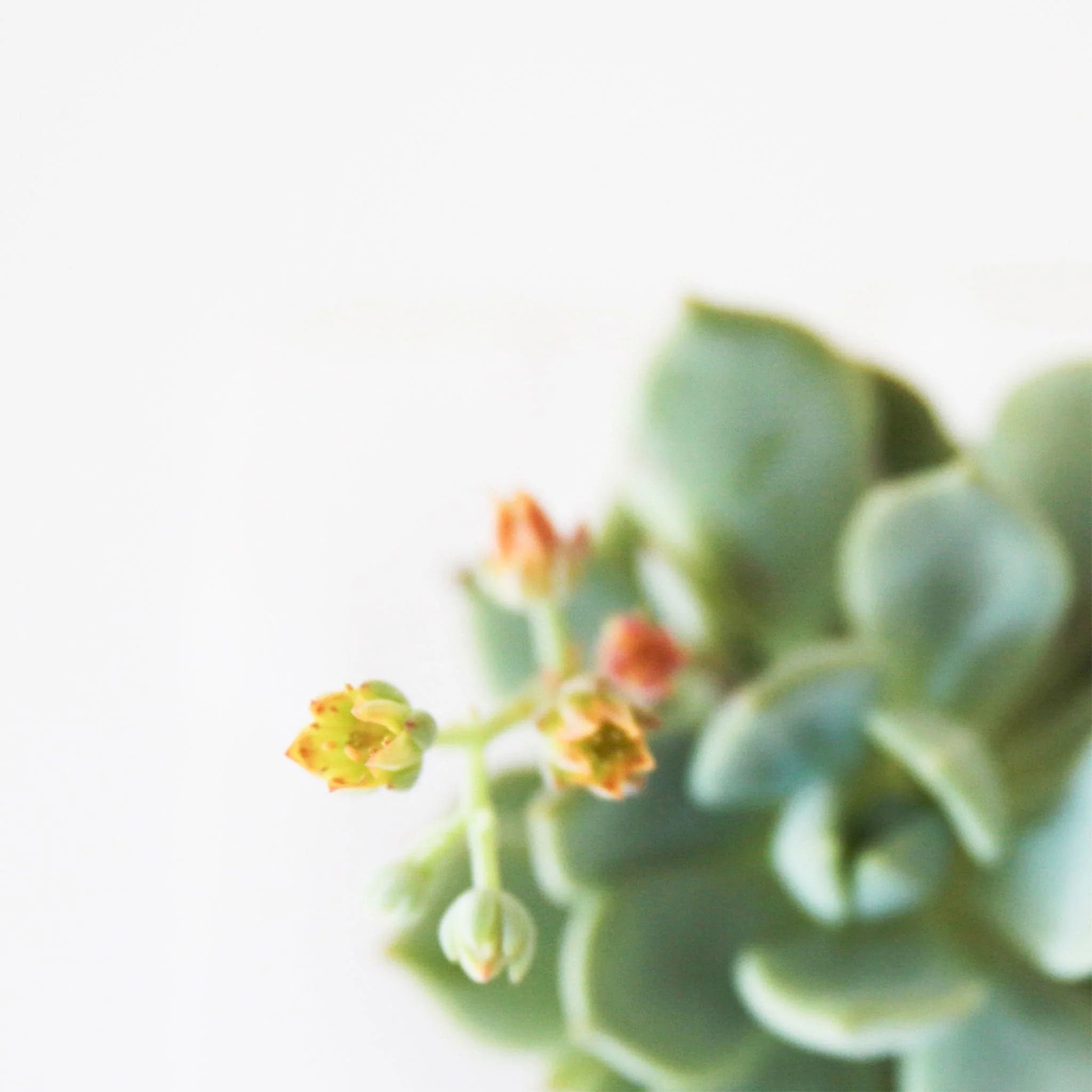 Graptoveria | Moonglow - Image 3