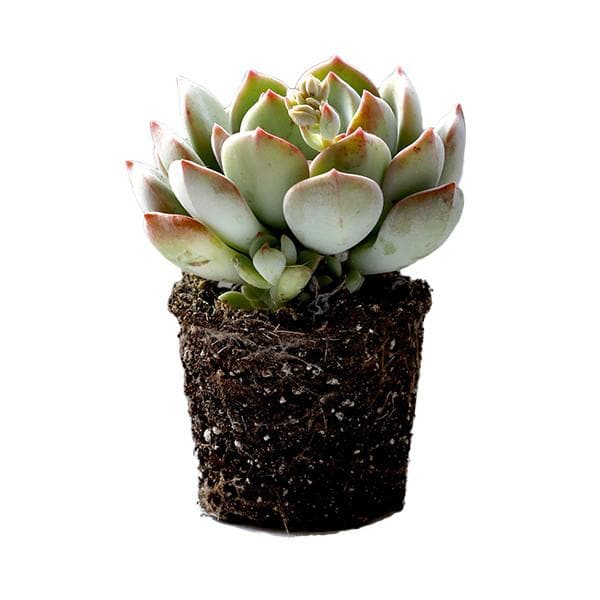 Graptoveria | Moonglow - Image 4
