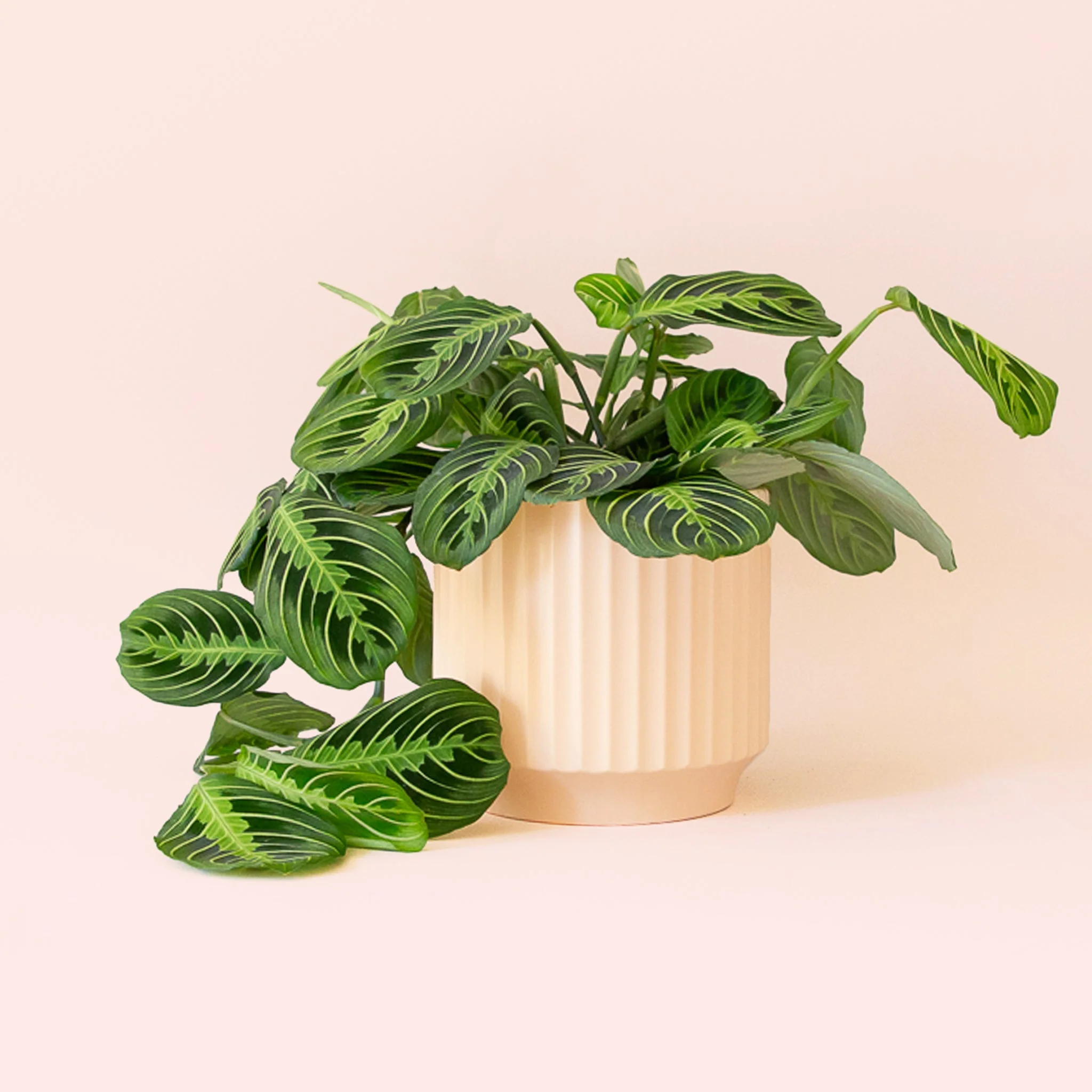 Maranta | Prayer Plant | Lemon Lime - Image 10
