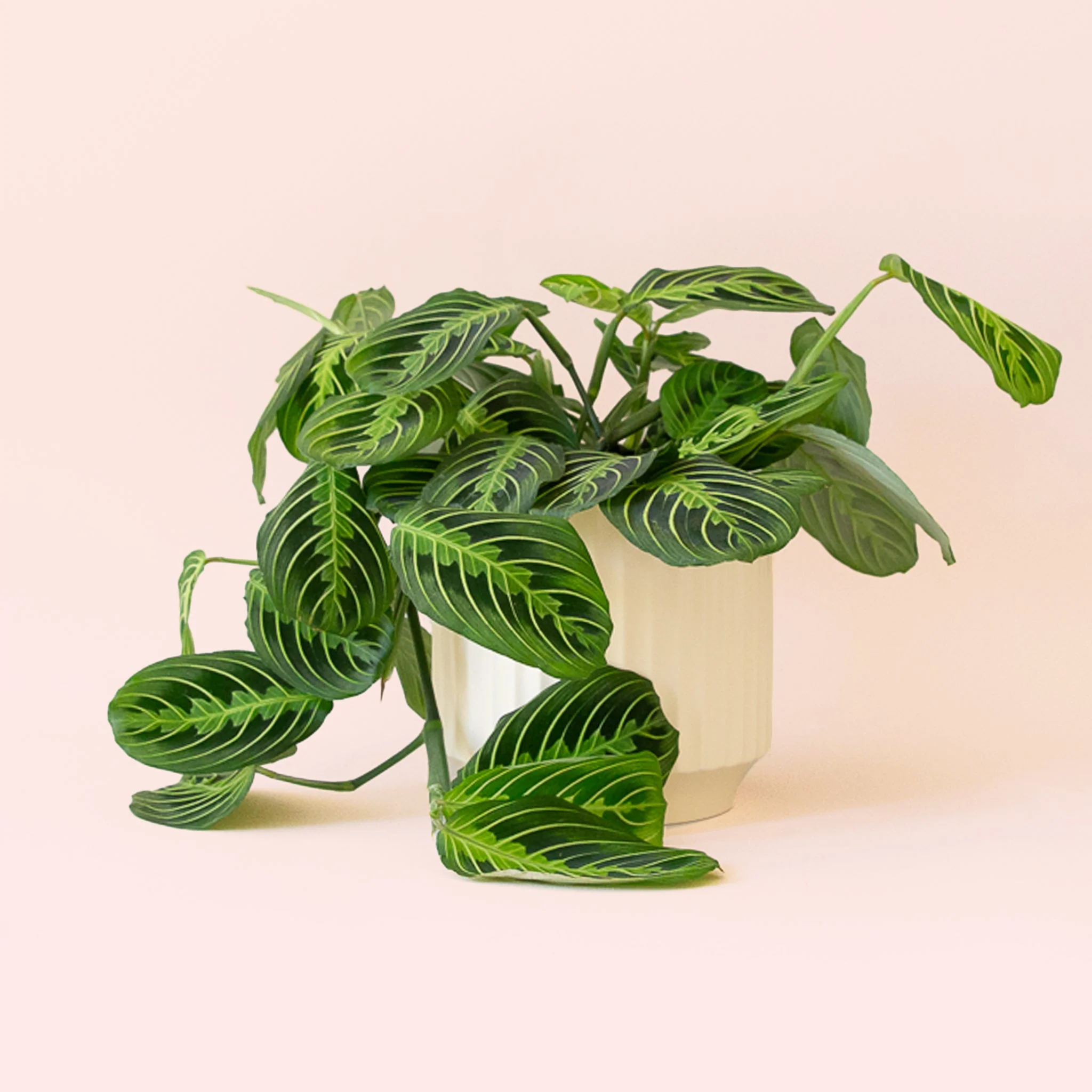 Maranta | Prayer Plant | Lemon Lime - Image 11